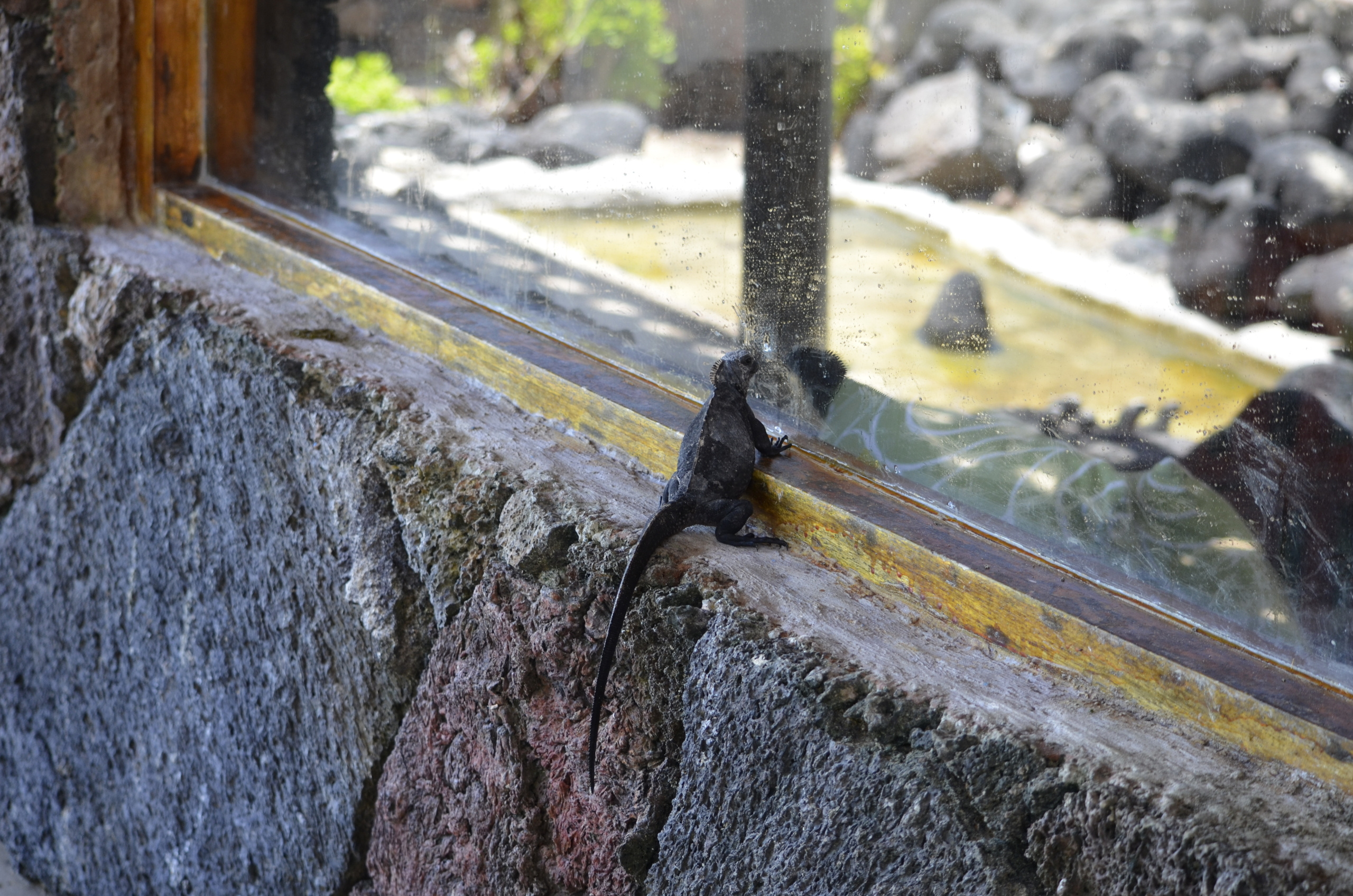 Galapagos 2017, Отчёт о путешествии на Галапагосские острова. Милок и Кирок это позитивные и реальные персоны из Люксембурга, много