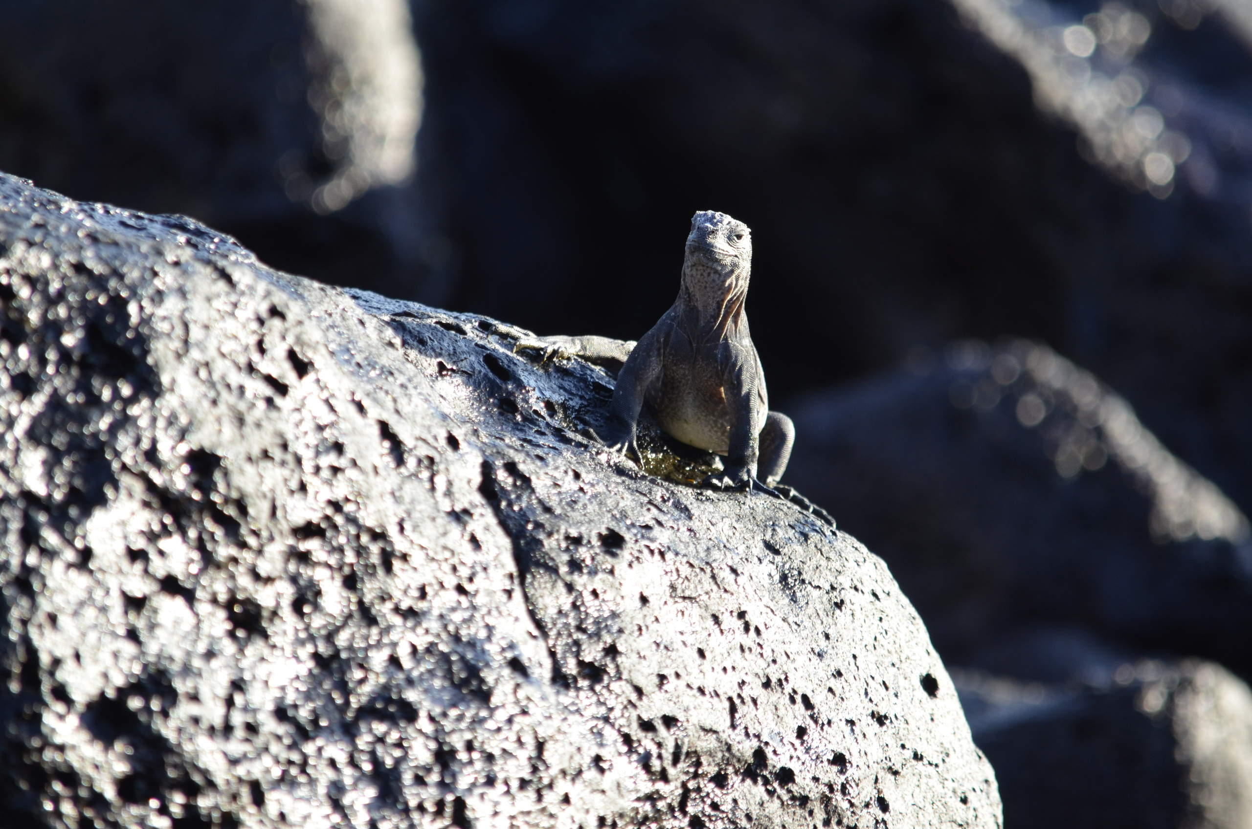 Galapagos 2017, Отчёт о путешествии на Галапагосские острова. Милок и Кирок это позитивные и реальные персоны из Люксембурга, много