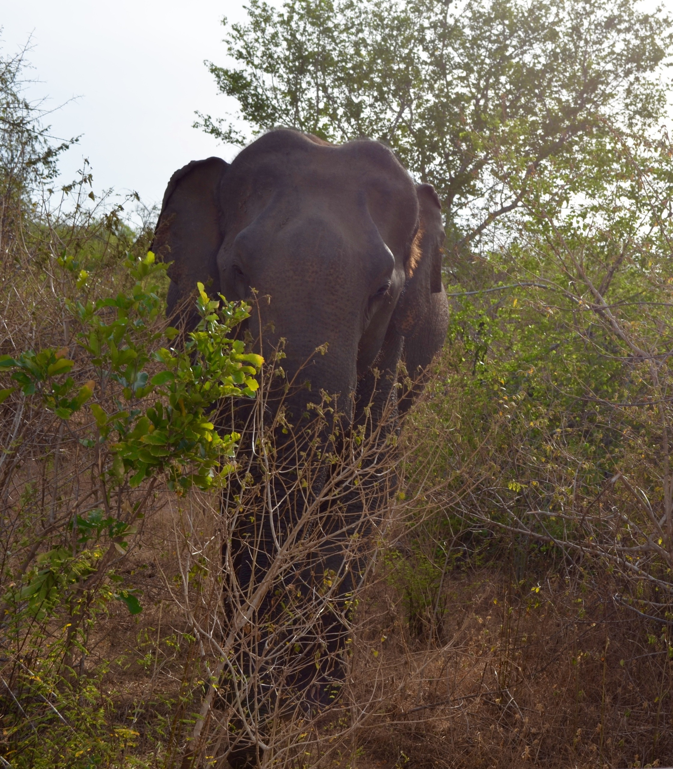 Шри-Ланка — Мальдивы. Mannequins, design, decoration, handmade, photographe…