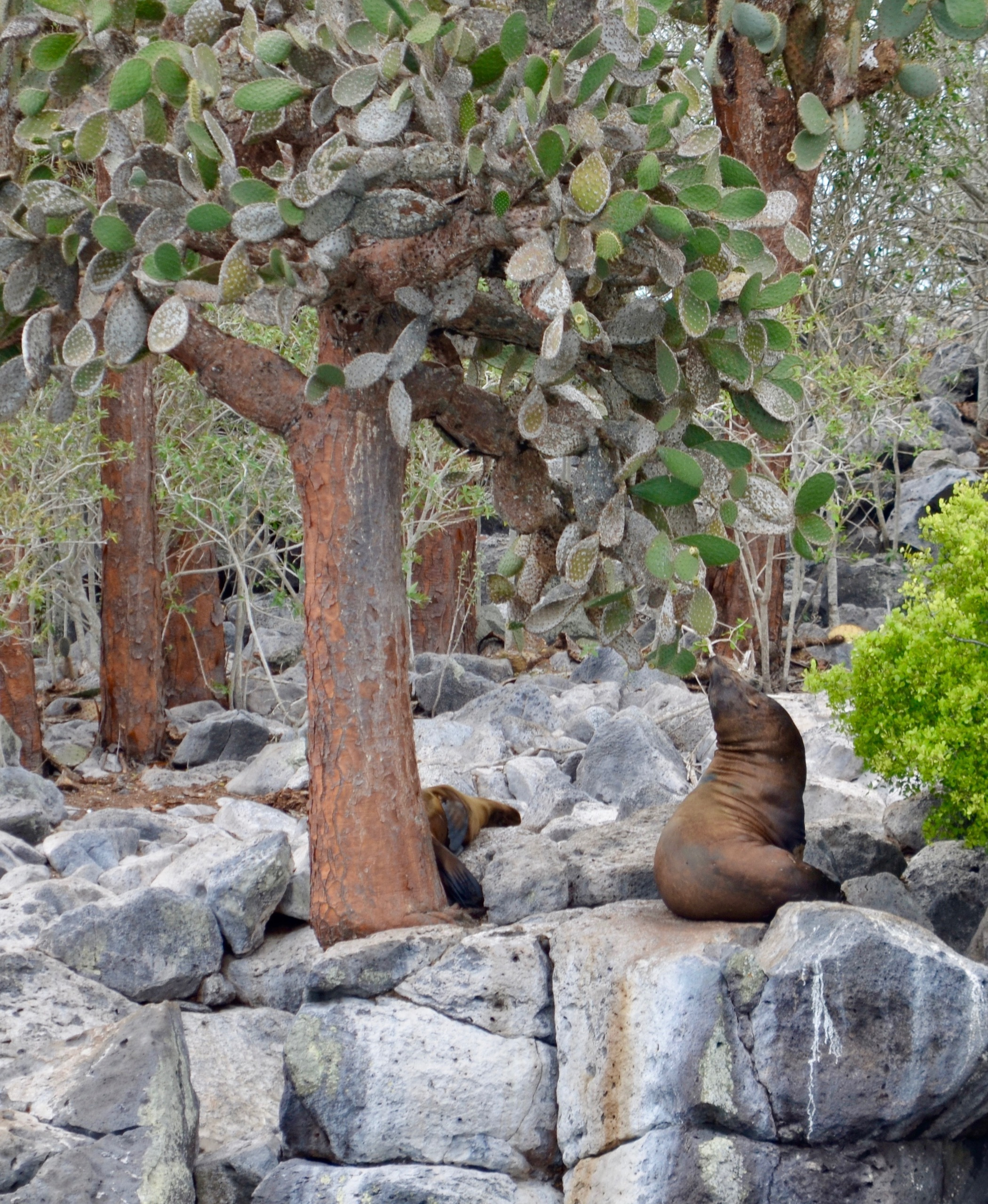 Galapagos 2017, Отчёт о путешествии на Галапагосские острова. Милок и Кирок это позитивные и реальные персоны из Люксембурга, много