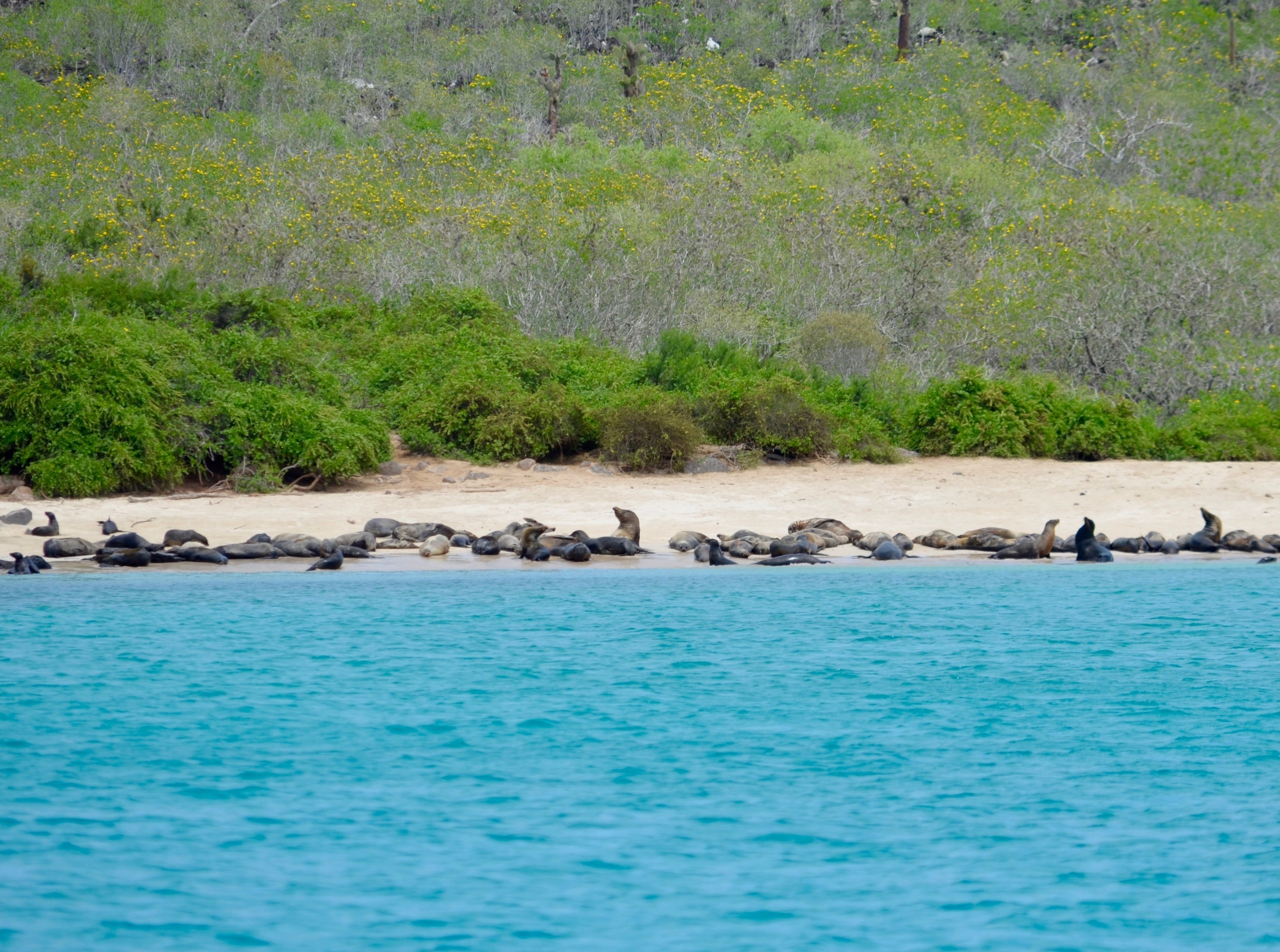 Galapagos 2017, Отчёт о путешествии на Галапагосские острова. Милок и Кирок это позитивные и реальные персоны из Люксембурга, много