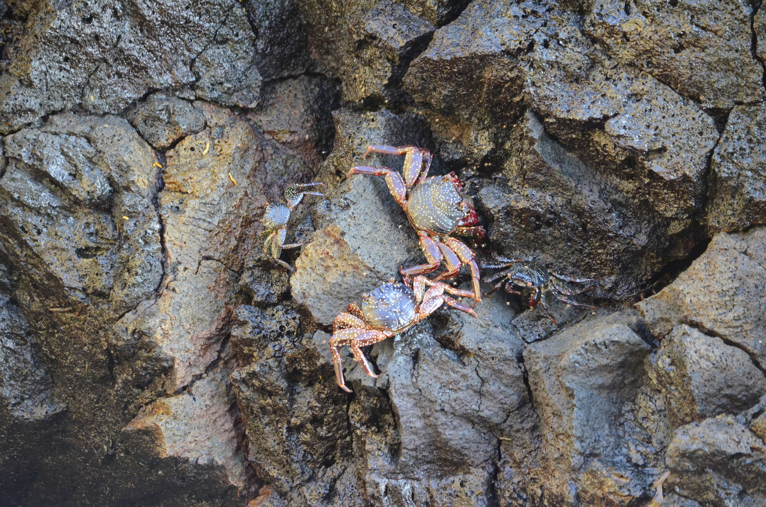 Galapagos 2017, Отчёт о путешествии на Галапагосские острова. Милок и Кирок это позитивные и реальные персоны из Люксембурга, много
