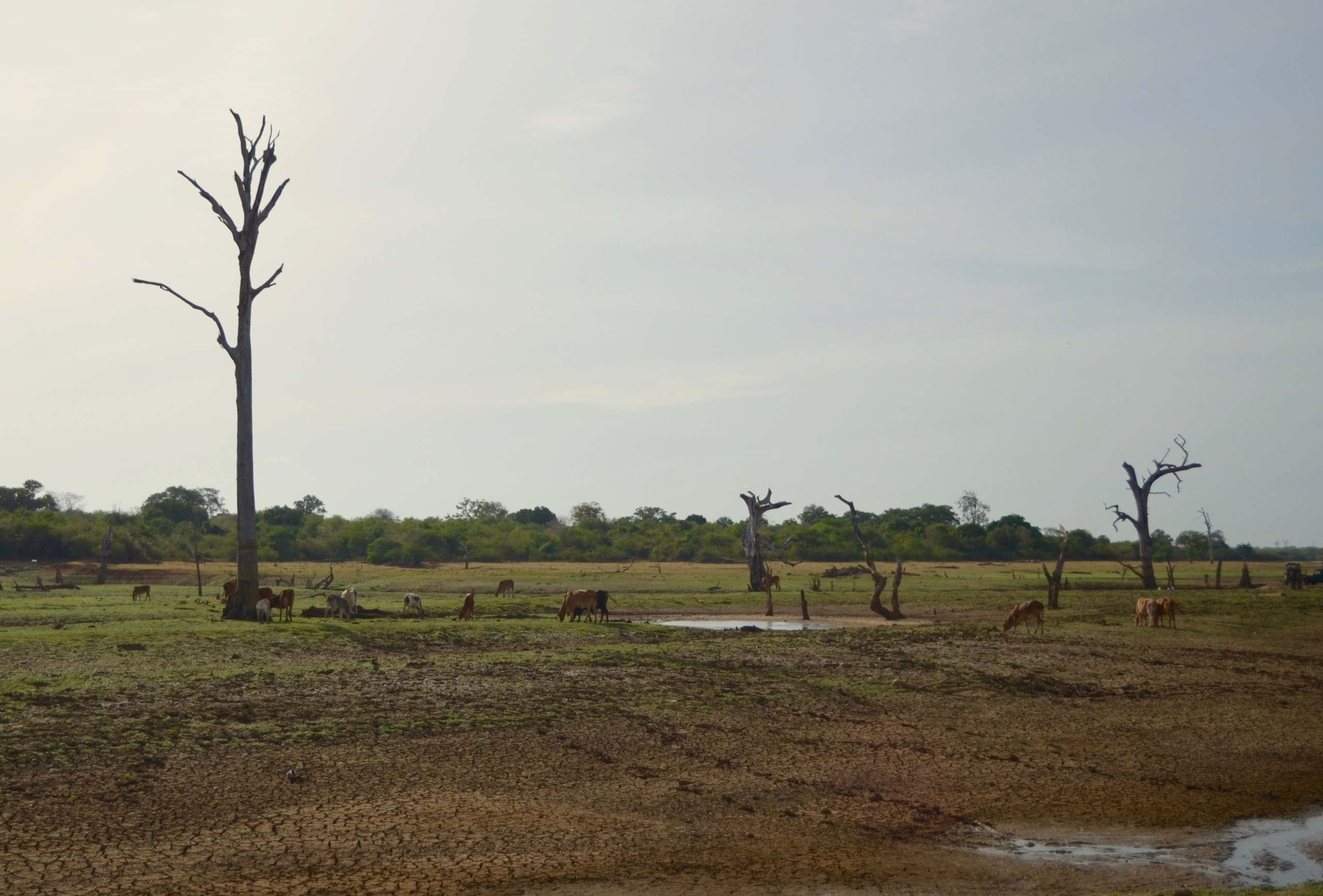 Шри-Ланка — Мальдивы. Mannequins, design, decoration, handmade, photographe…