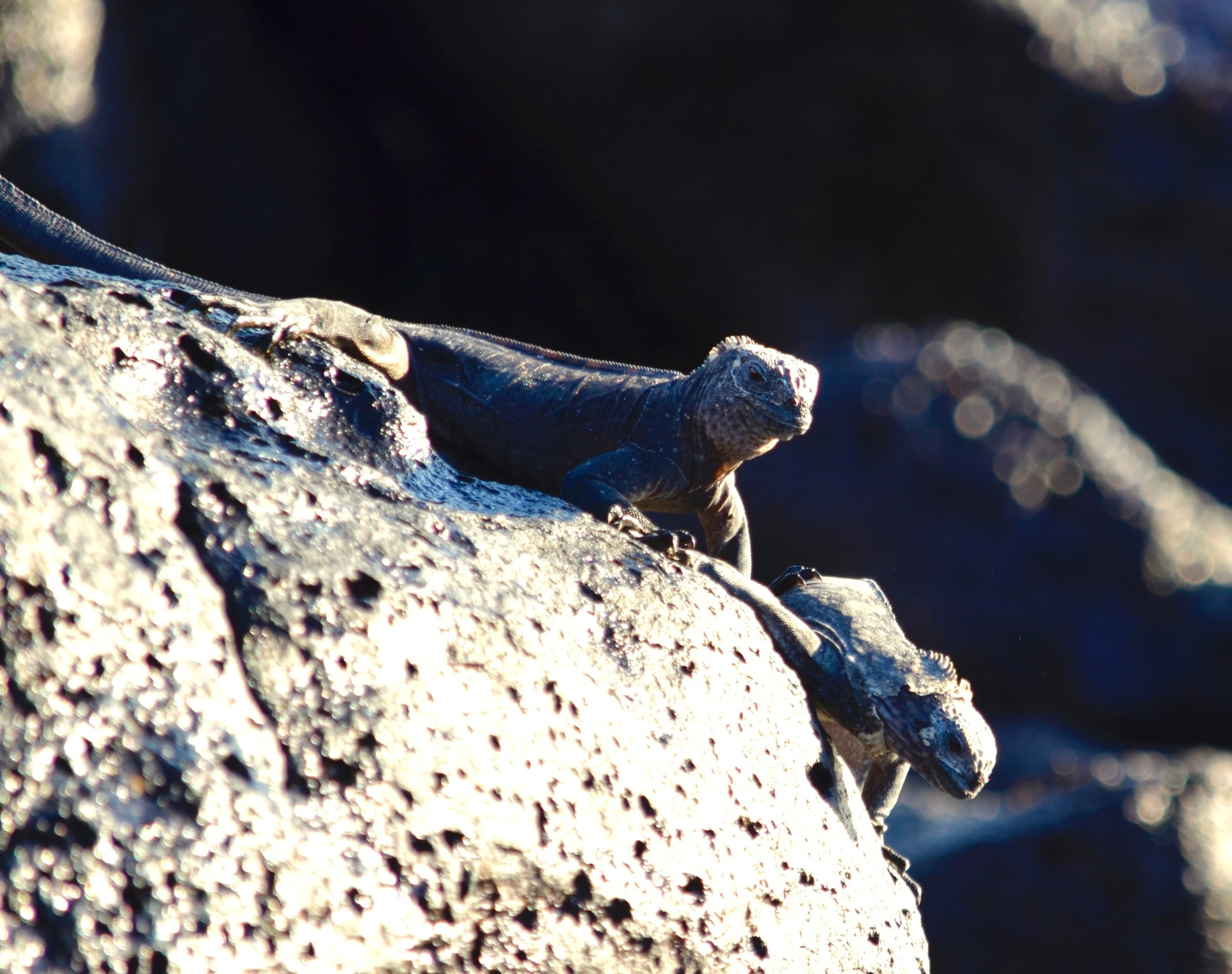 Galapagos 2017, Отчёт о путешествии на Галапагосские острова. Милок и Кирок это позитивные и реальные персоны из Люксембурга, много