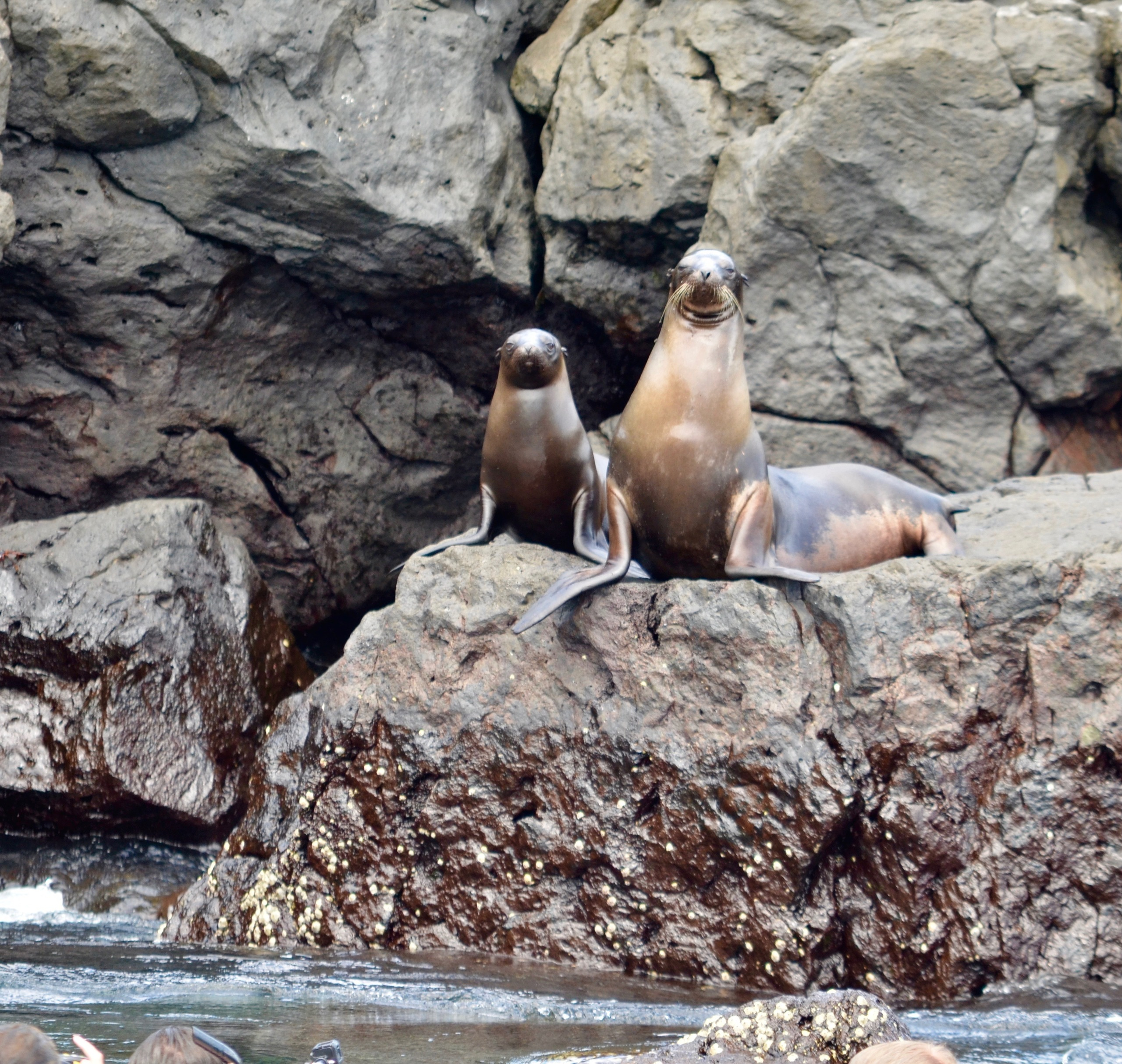 Galapagos 2017, Отчёт о путешествии на Галапагосские острова. Милок и Кирок это позитивные и реальные персоны из Люксембурга, много