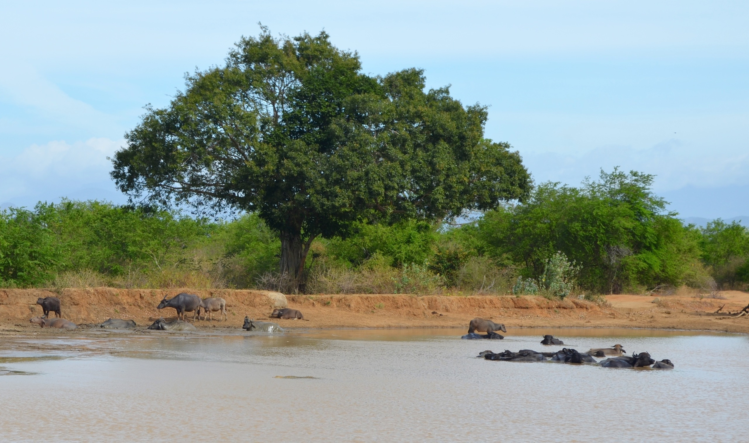 Шри-Ланка — Мальдивы. Mannequins, design, decoration, handmade, photographe…