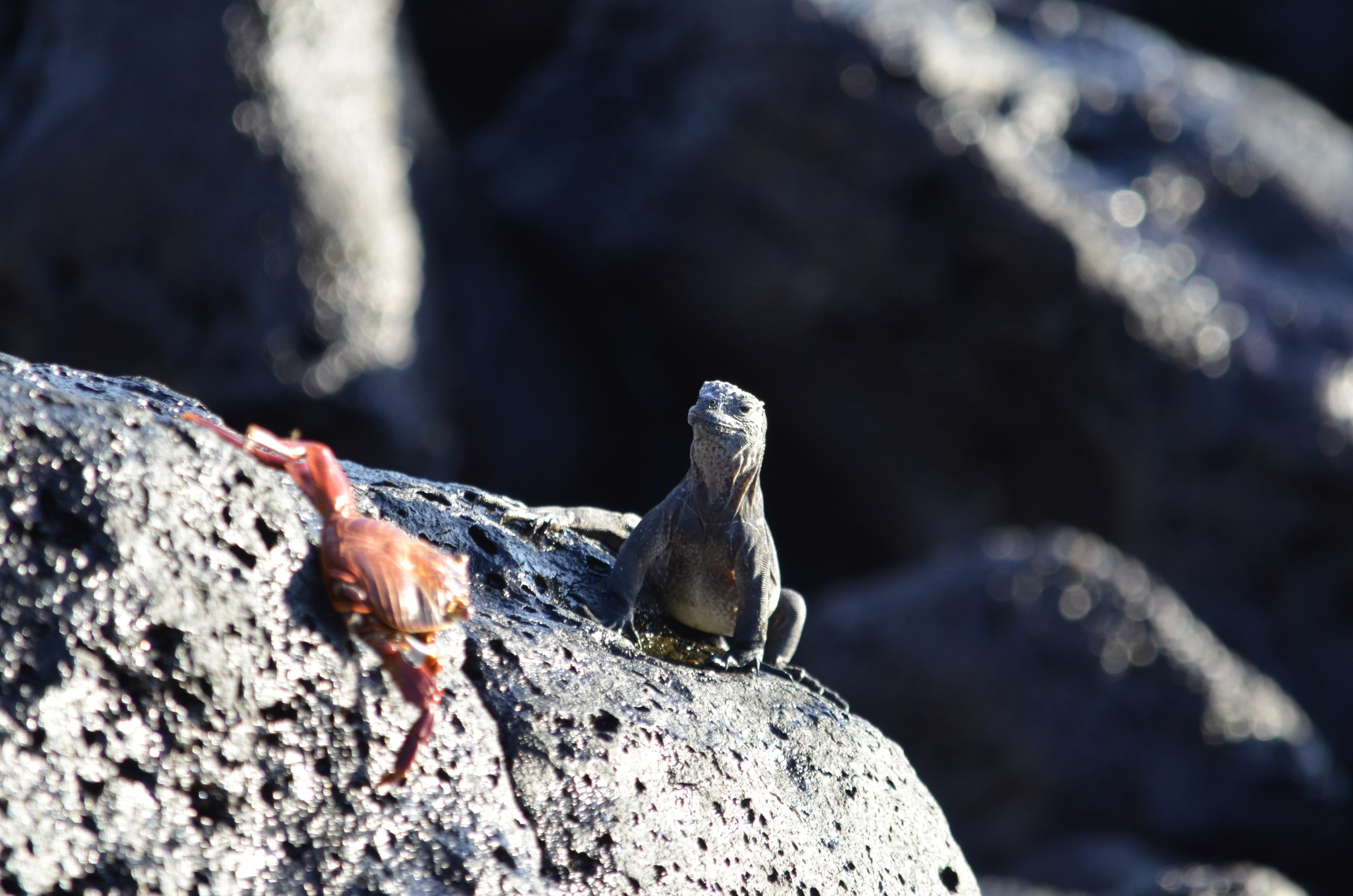 Galapagos 2017, Отчёт о путешествии на Галапагосские острова. Милок и Кирок это позитивные и реальные персоны из Люксембурга, много
