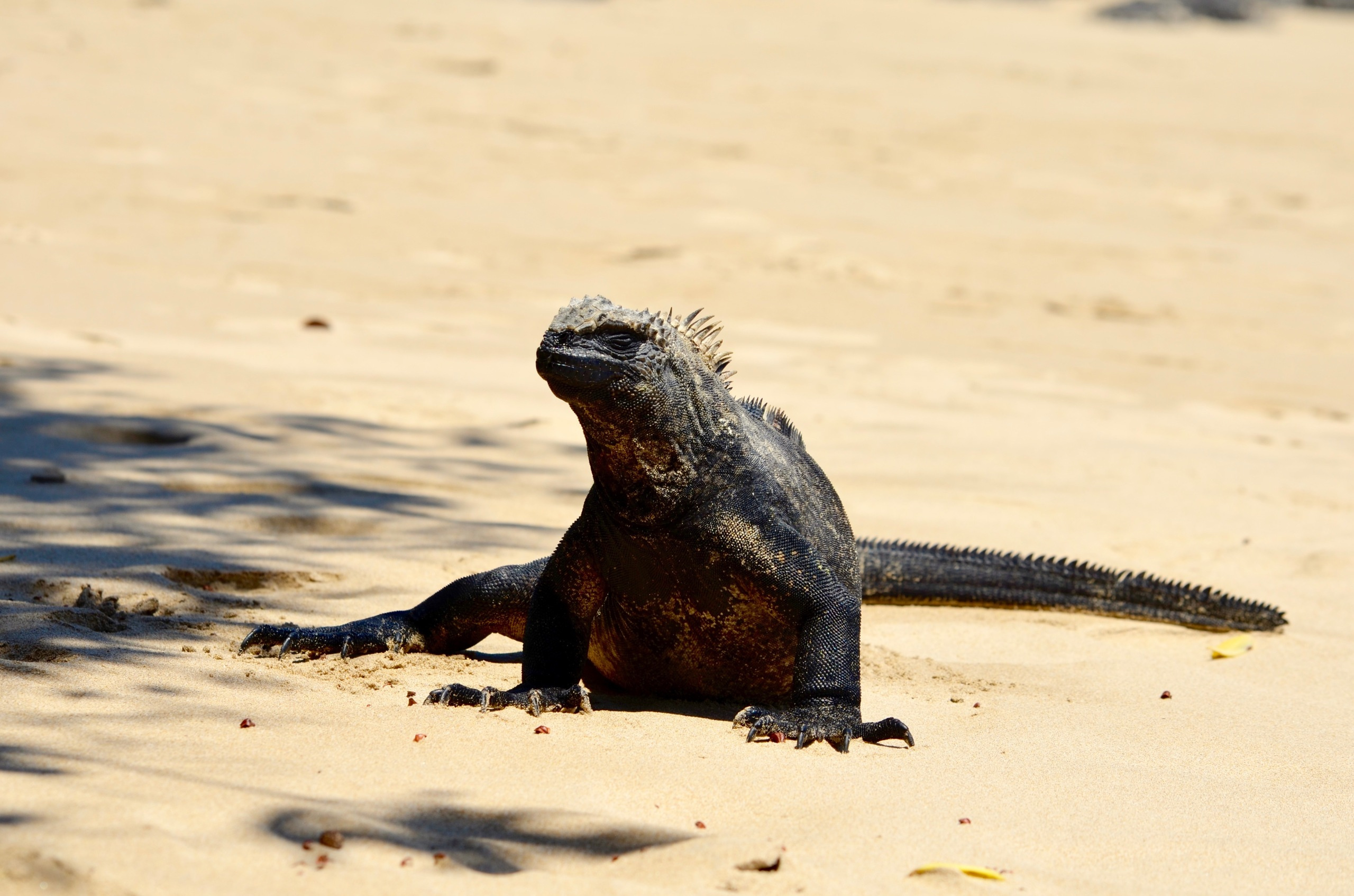 Galapagos 2017, Отчёт о путешествии на Галапагосские острова. Милок и Кирок это позитивные и реальные персоны из Люксембурга, много