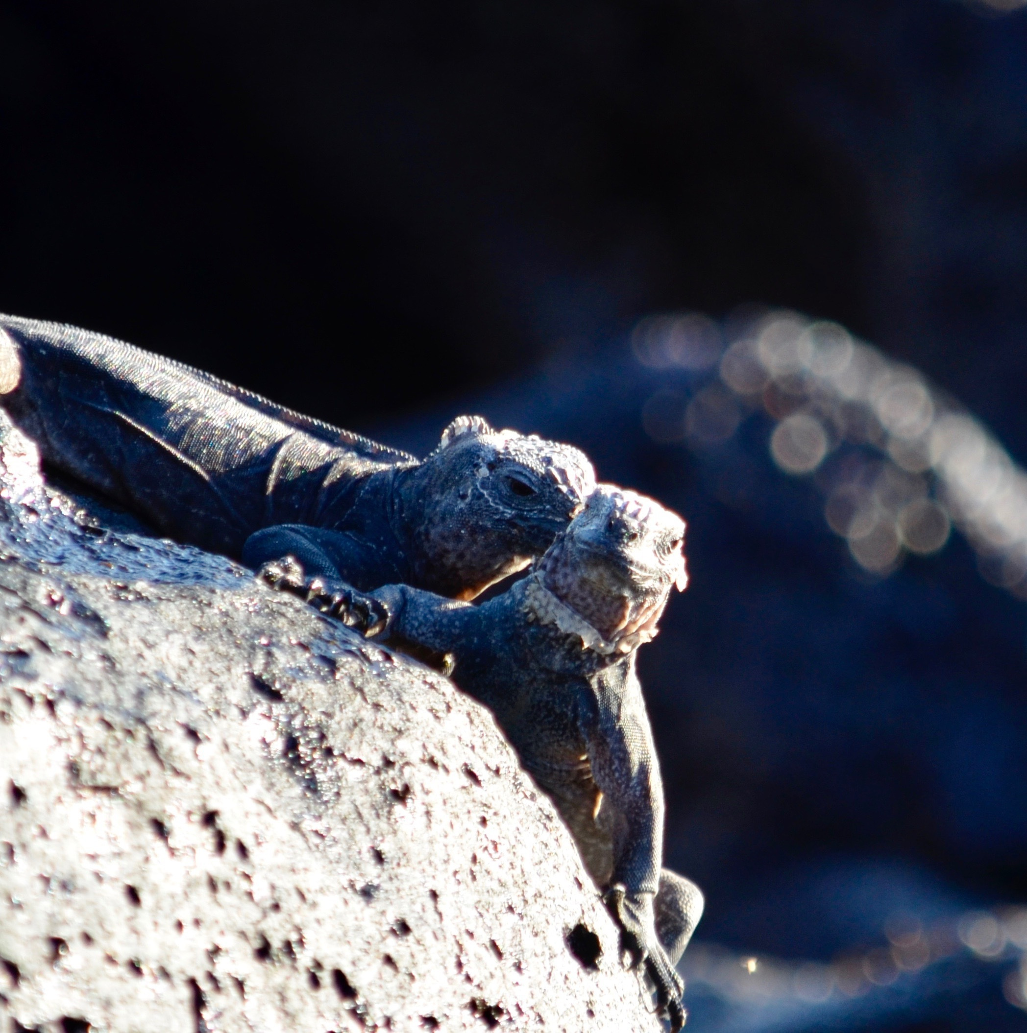 Galapagos 2017, Отчёт о путешествии на Галапагосские острова. Милок и Кирок это позитивные и реальные персоны из Люксембурга, много