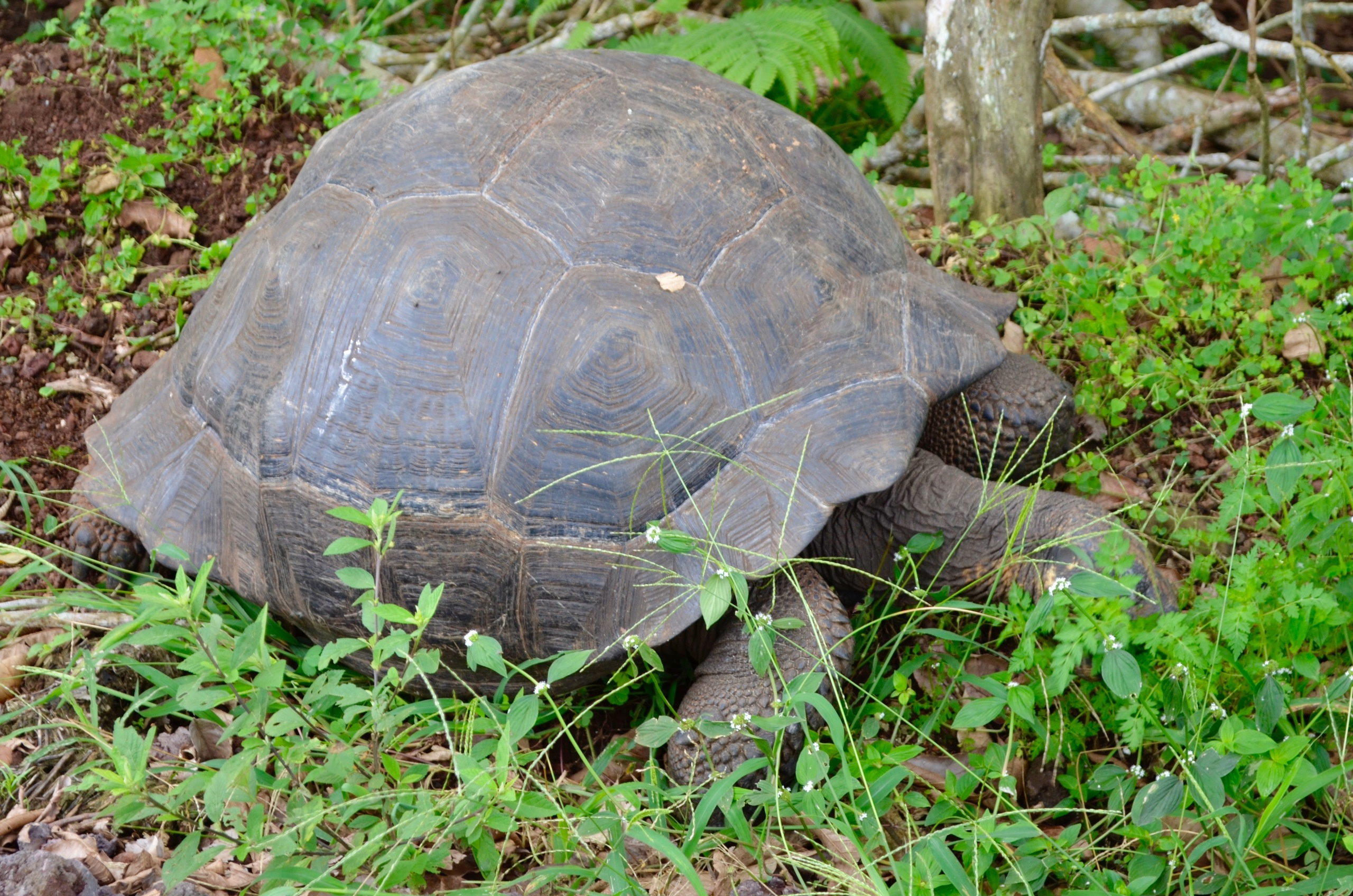 Galapagos 2017, Отчёт о путешествии на Галапагосские острова. Милок и Кирок это позитивные и реальные персоны из Люксембурга, много