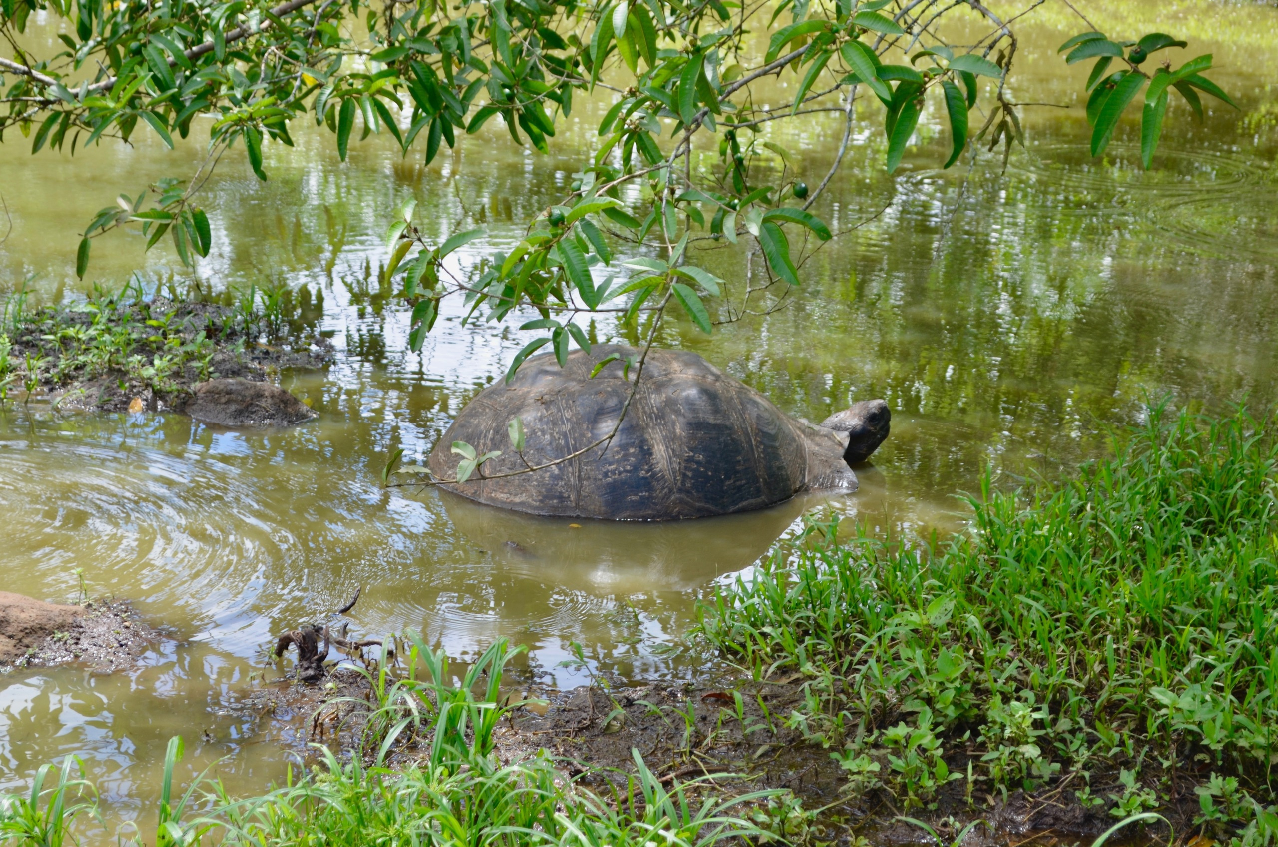 Galapagos 2017, Отчёт о путешествии на Галапагосские острова. Милок и Кирок это позитивные и реальные персоны из Люксембурга, много