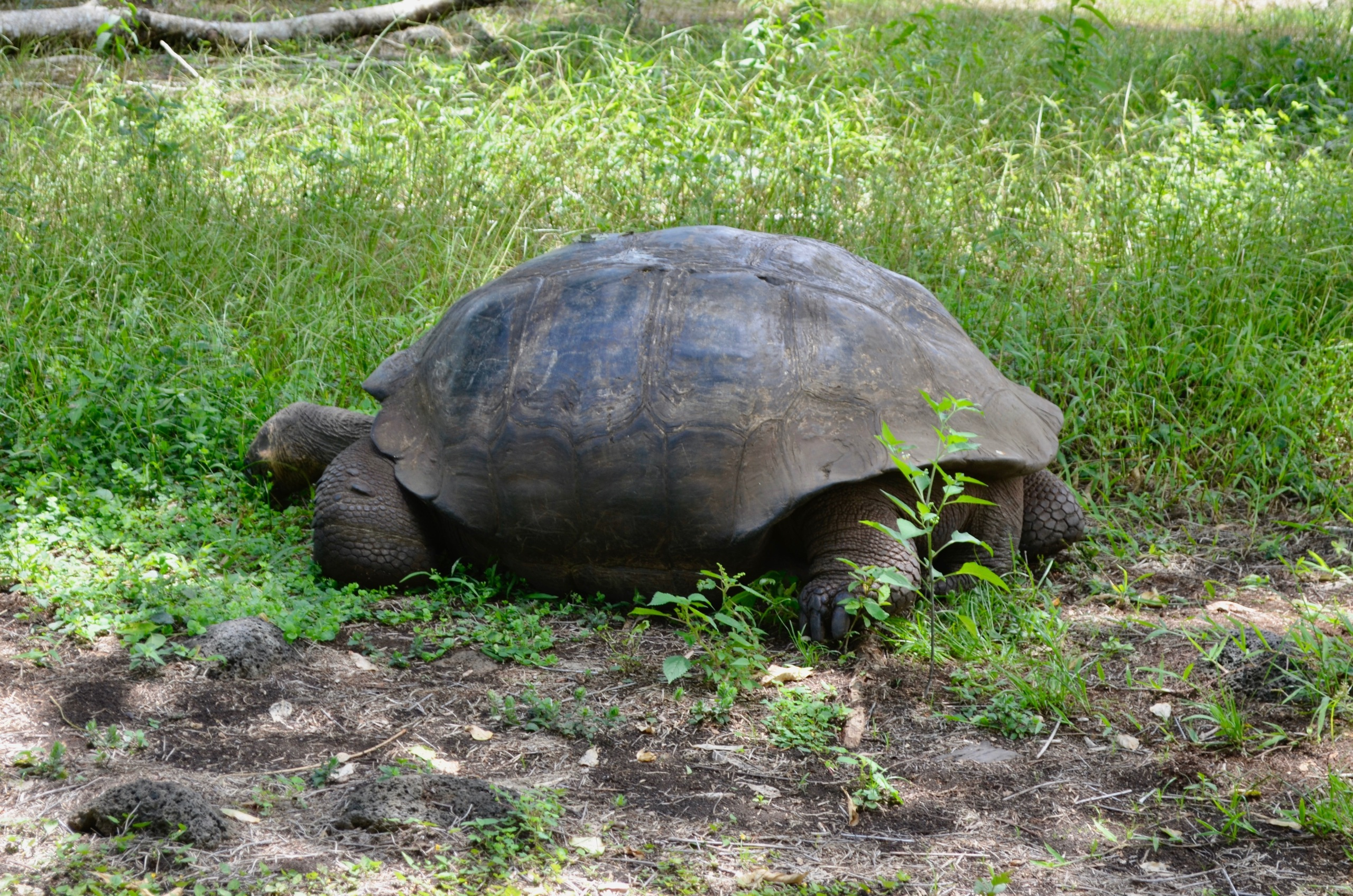 Galapagos 2017, Отчёт о путешествии на Галапагосские острова. Милок и Кирок это позитивные и реальные персоны из Люксембурга, много