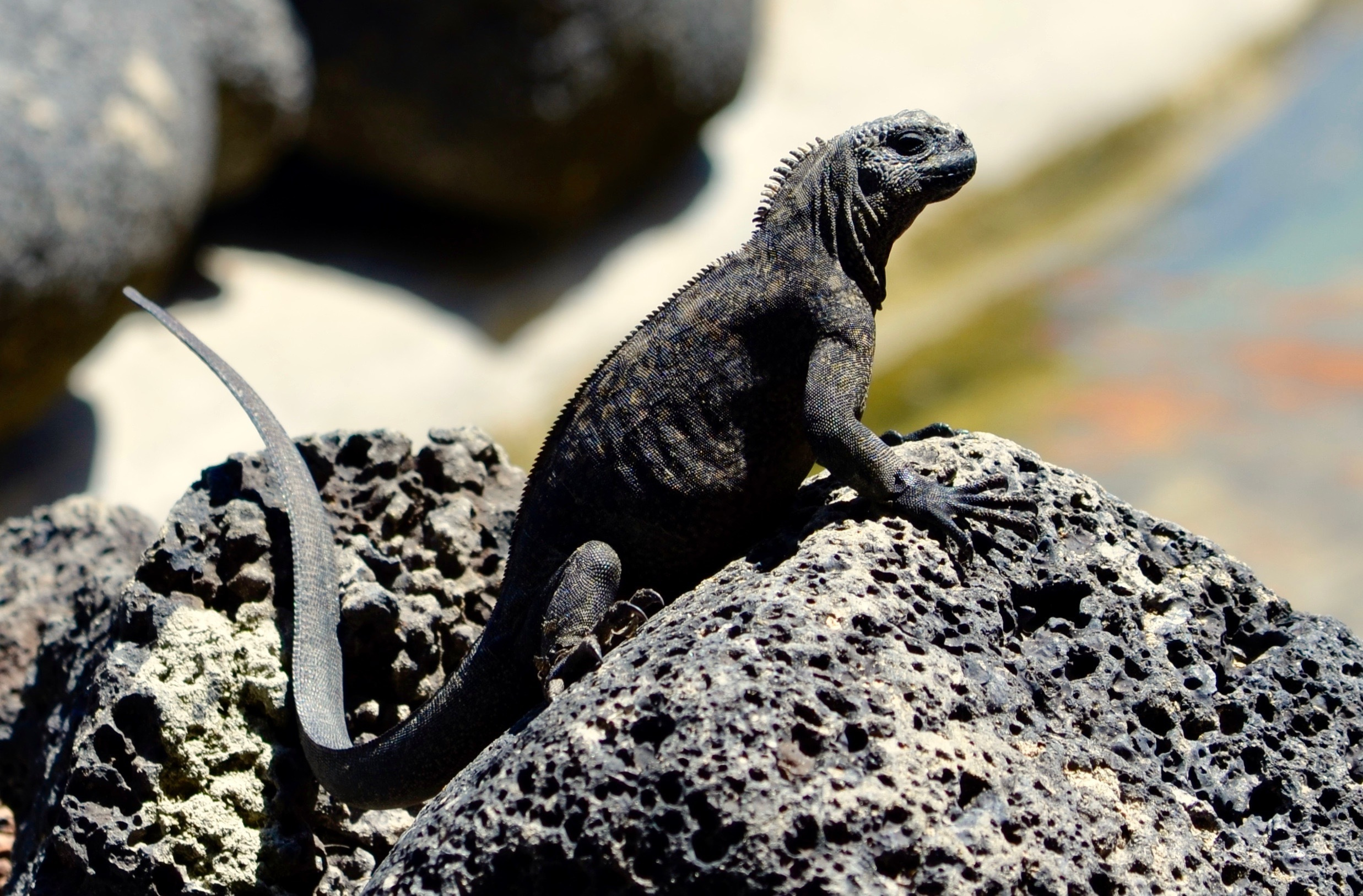 Galapagos 2017, Отчёт о путешествии на Галапагосские острова. Милок и Кирок это позитивные и реальные персоны из Люксембурга, много