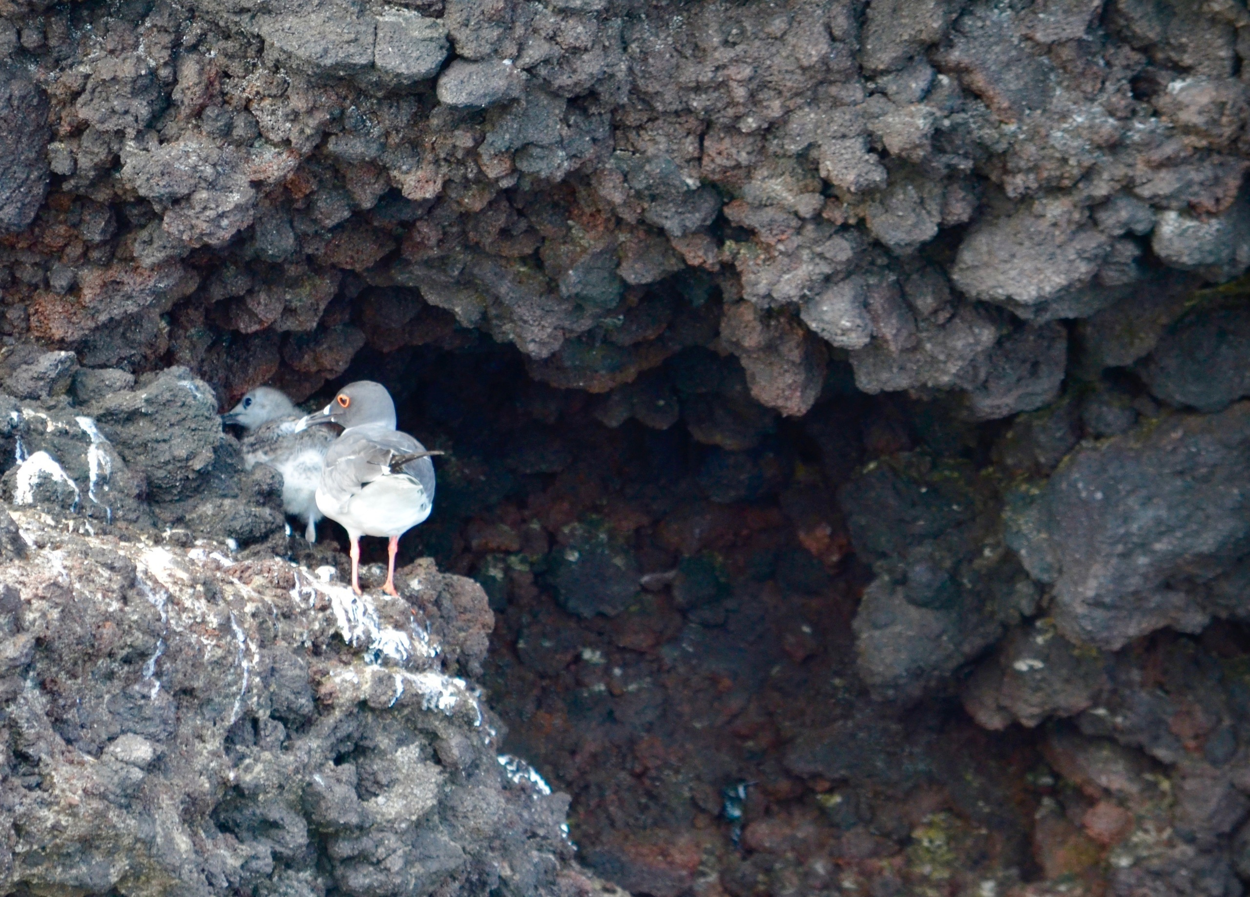 Galapagos 2017, Отчёт о путешествии на Галапагосские острова. Милок и Кирок это позитивные и реальные персоны из Люксембурга, много