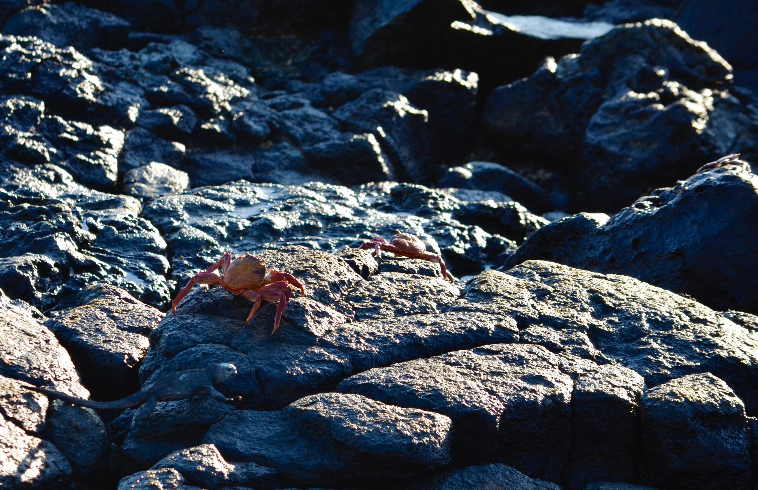 Galapagos 2017, Отчёт о путешествии на Галапагосские острова. Милок и Кирок это позитивные и реальные персоны из Люксембурга, много