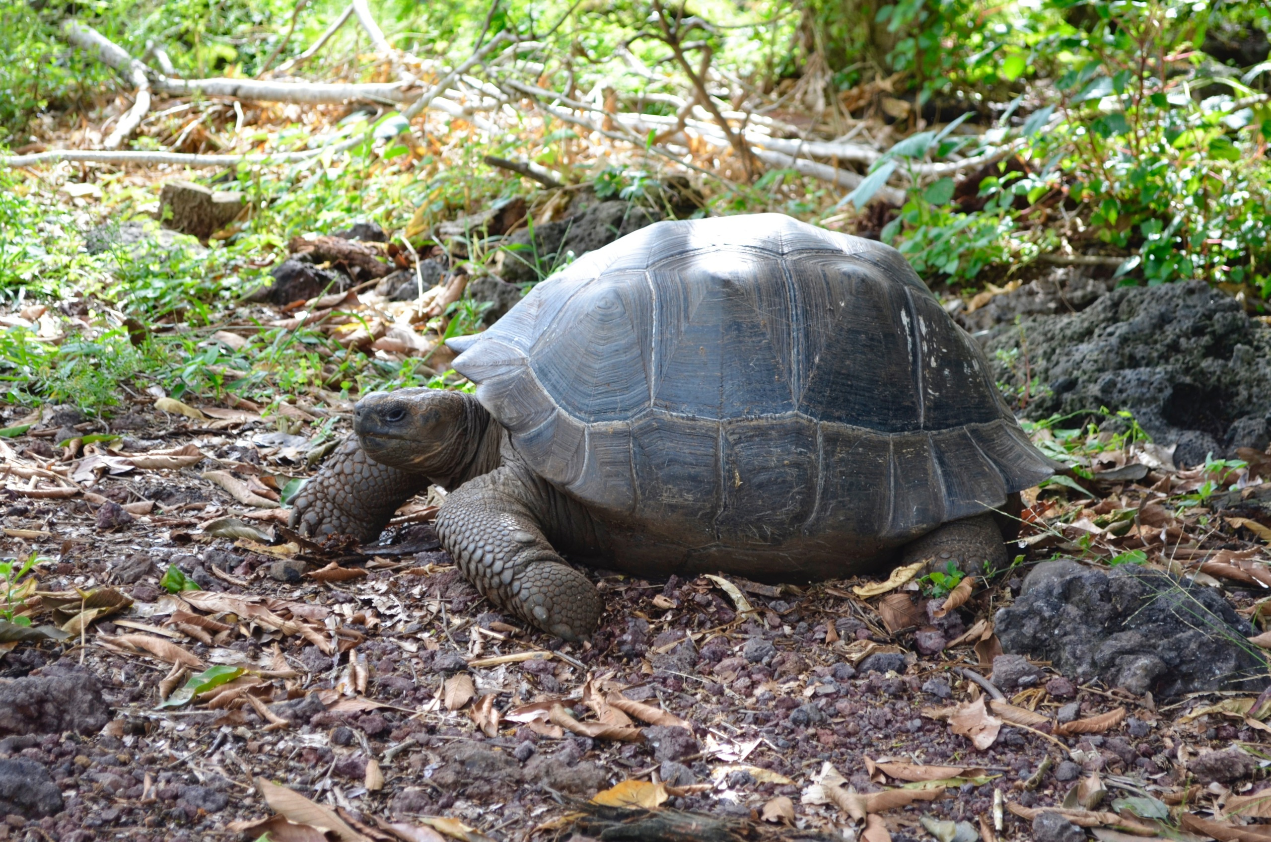 Galapagos 2017, Отчёт о путешествии на Галапагосские острова. Милок и Кирок это позитивные и реальные персоны из Люксембурга, много