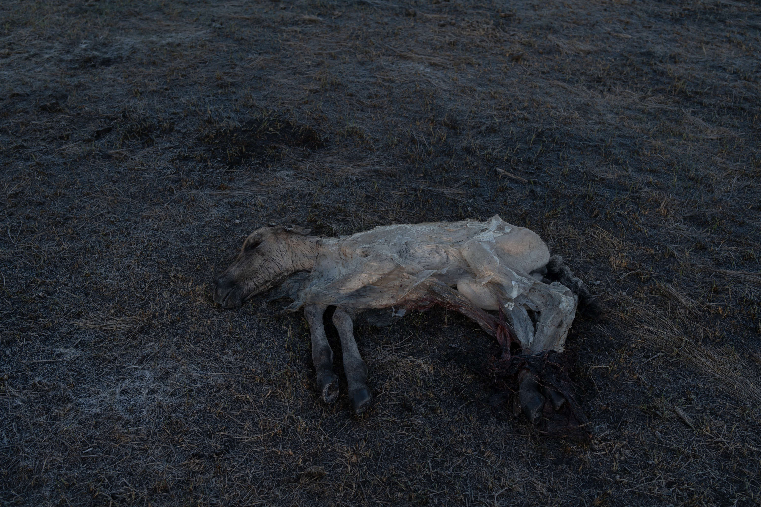 Hunting in Yakutia as an initiation. Filmmaker