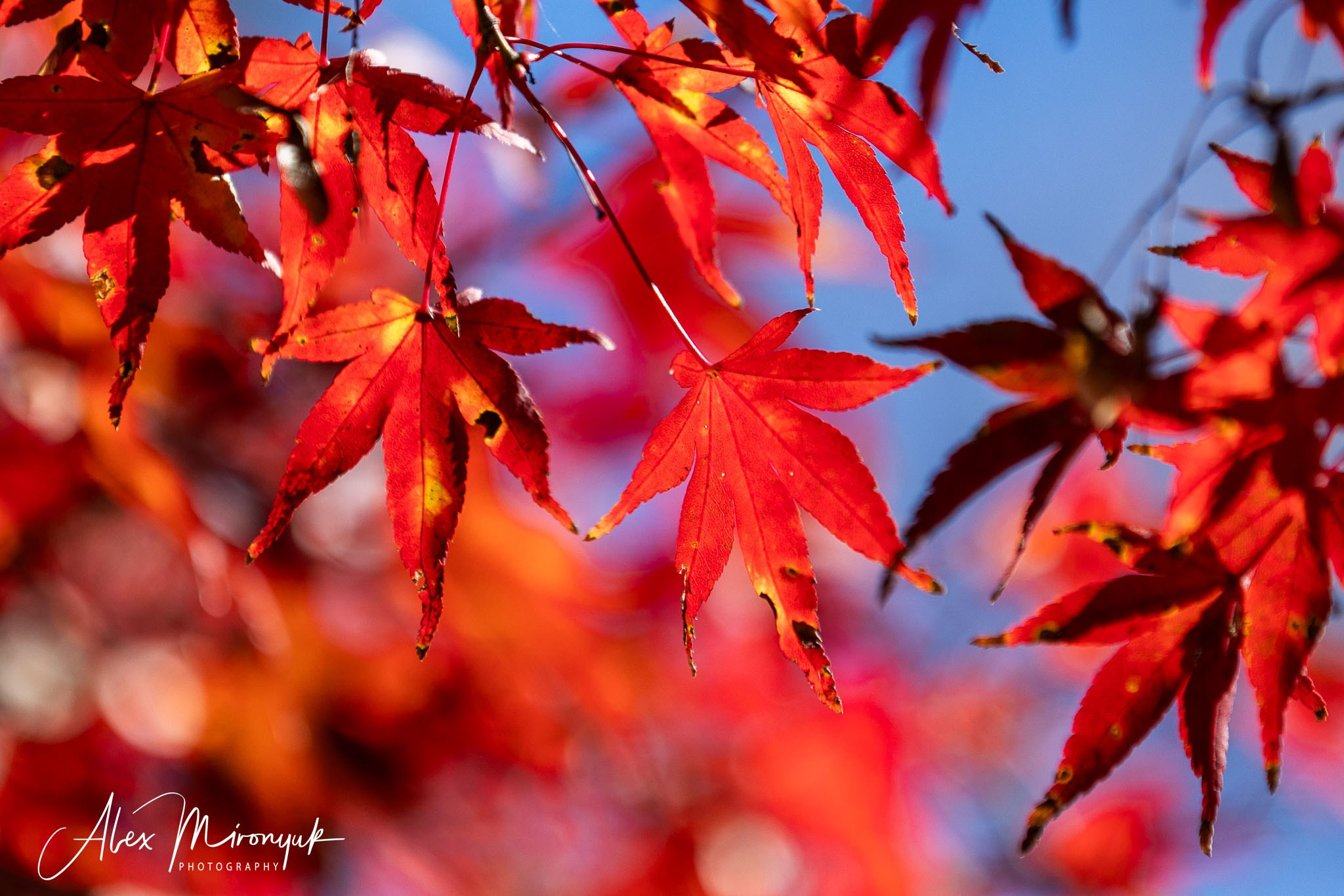 Autumn Colors of Japan. Pet, Senior, Landscape, portrait studio, photographer in Miami and Sou