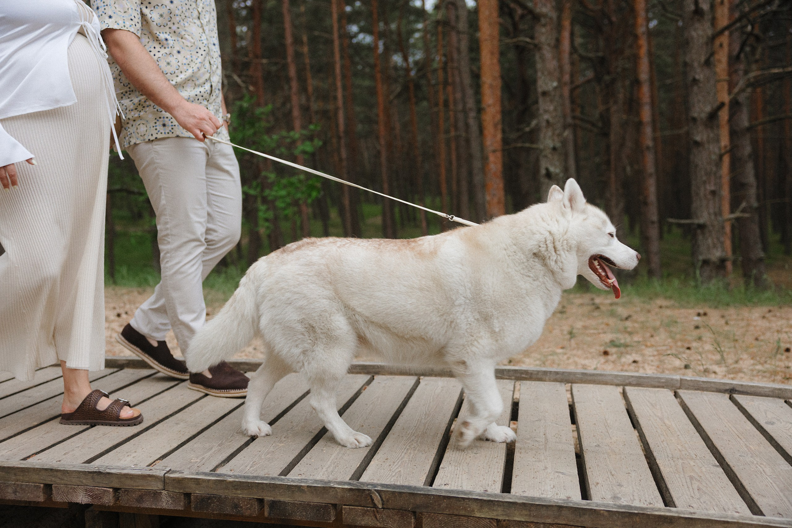 Беременная фотосессия на пляже с мужем и собакой — закат, дождь и настоящие эмоции. Евгений Тимофеев | Свадебный и контент-фотограф и видеограф в Риге