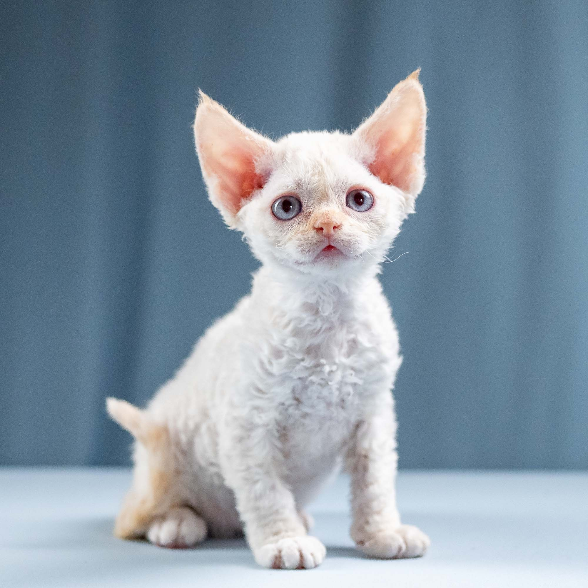 Jasmin, girl, born 06.25.2025. Devon Rex Pixie Cattery
