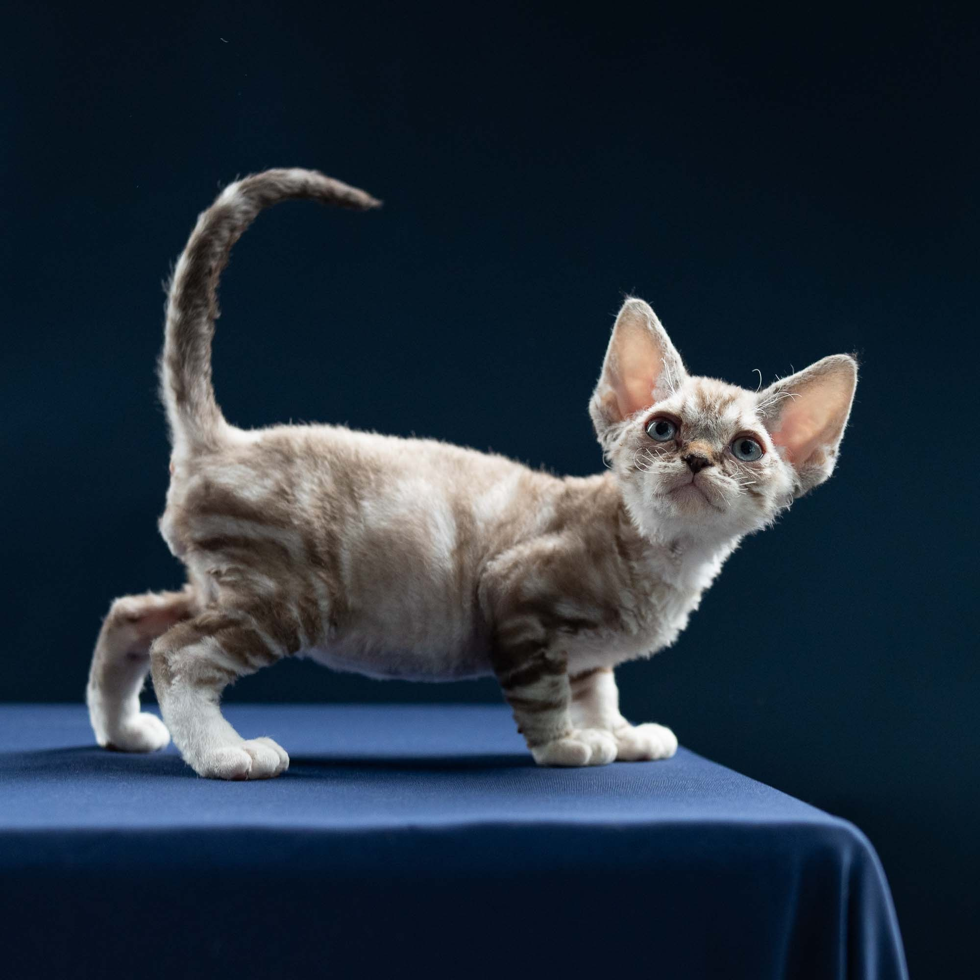 Irwin, boy, born 06.01.2025. Devon Rex Pixie Cattery