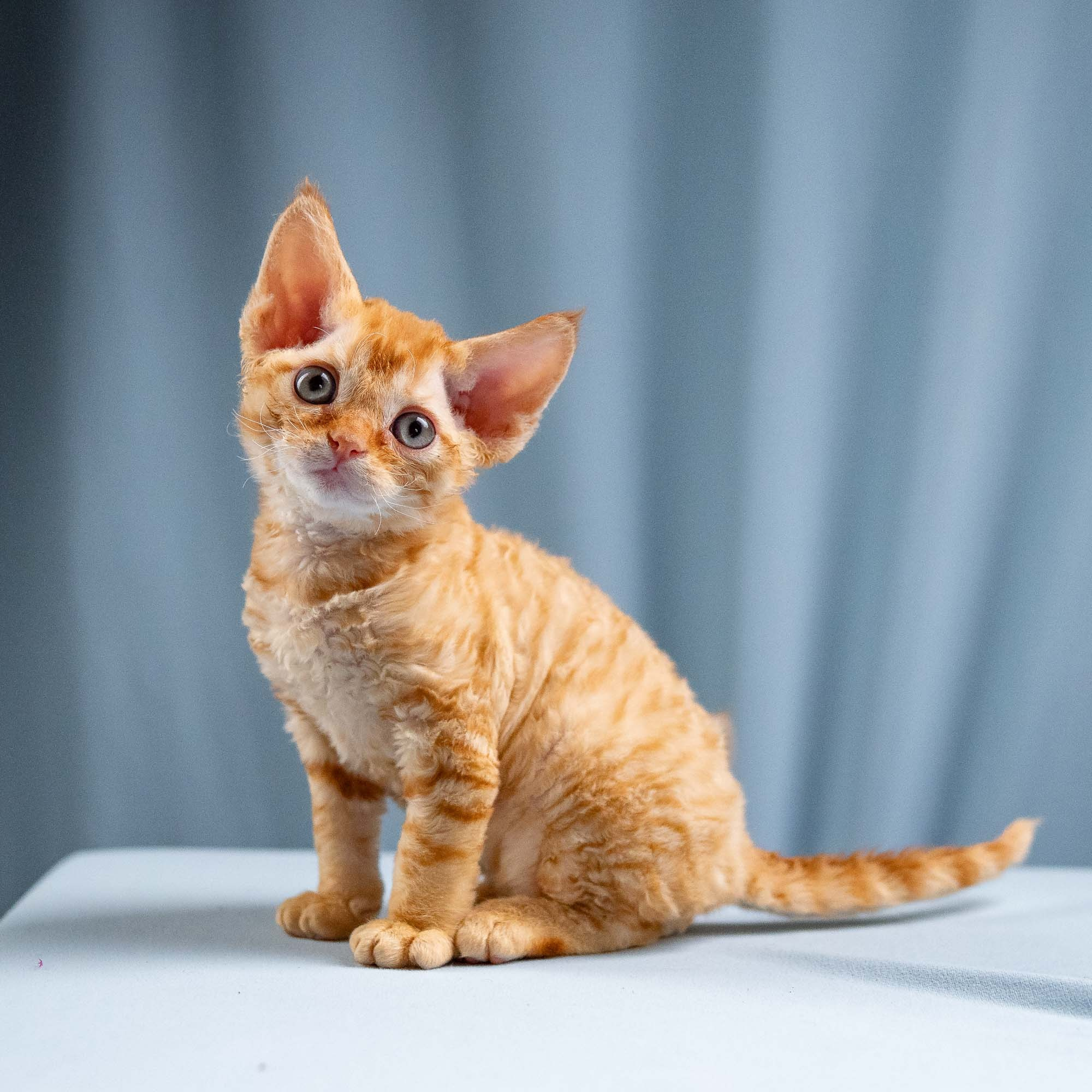 Jackie, boy, born 06.25.2025. Devon Rex Pixie Cattery