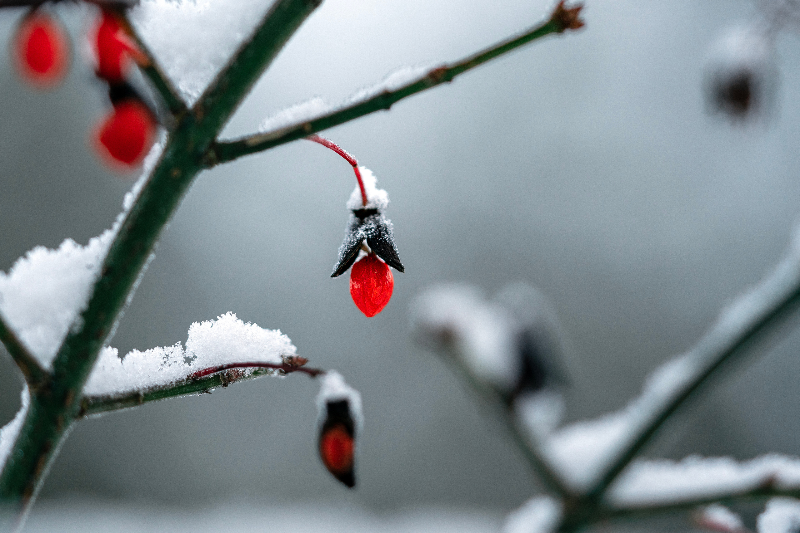 Price & Services. Studio och familj fotograf i i Västra Götaland Elena Astrid Johansson
