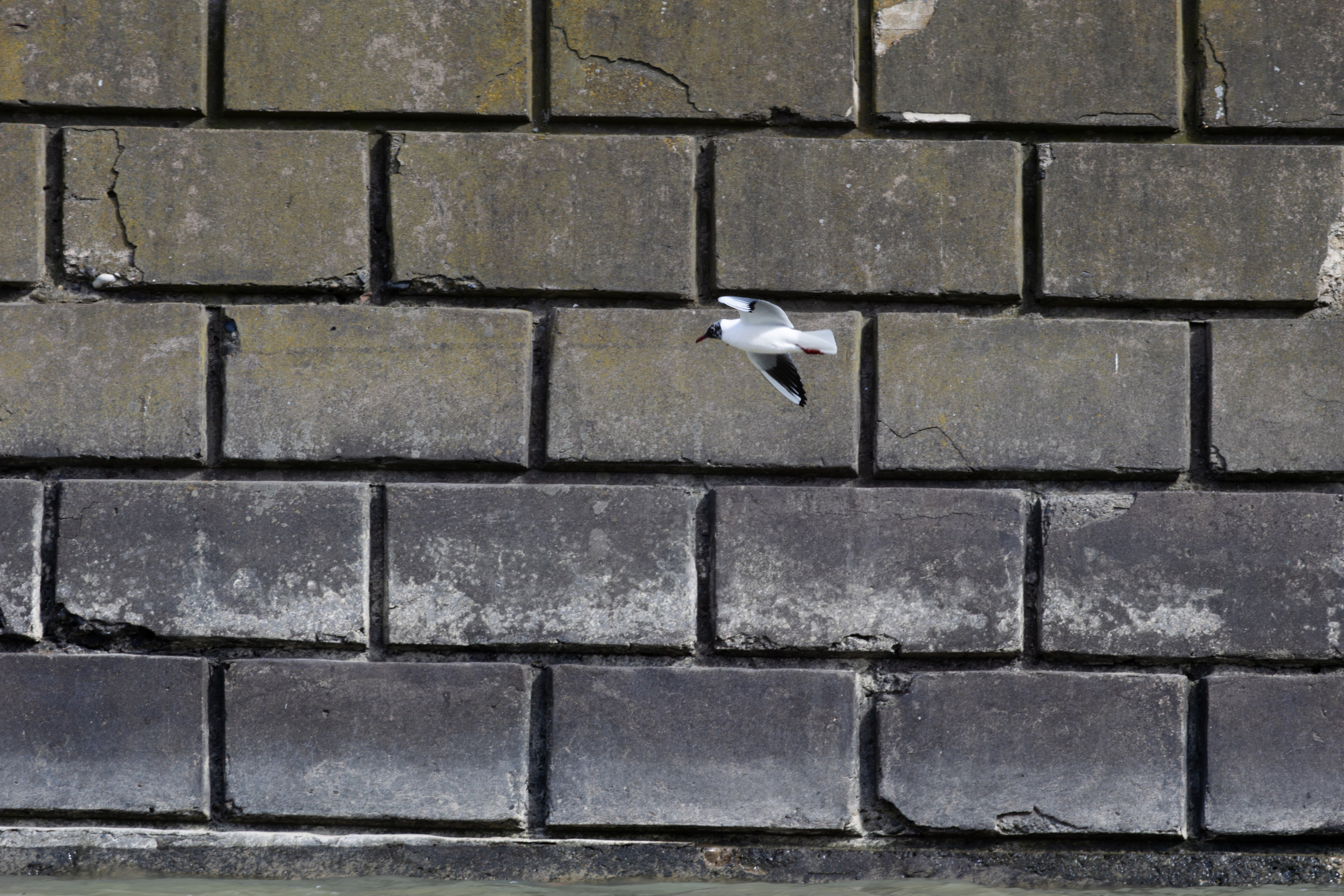 ფრთა ბუმბულისა და ფრთა რკინისა. FramefreeMan