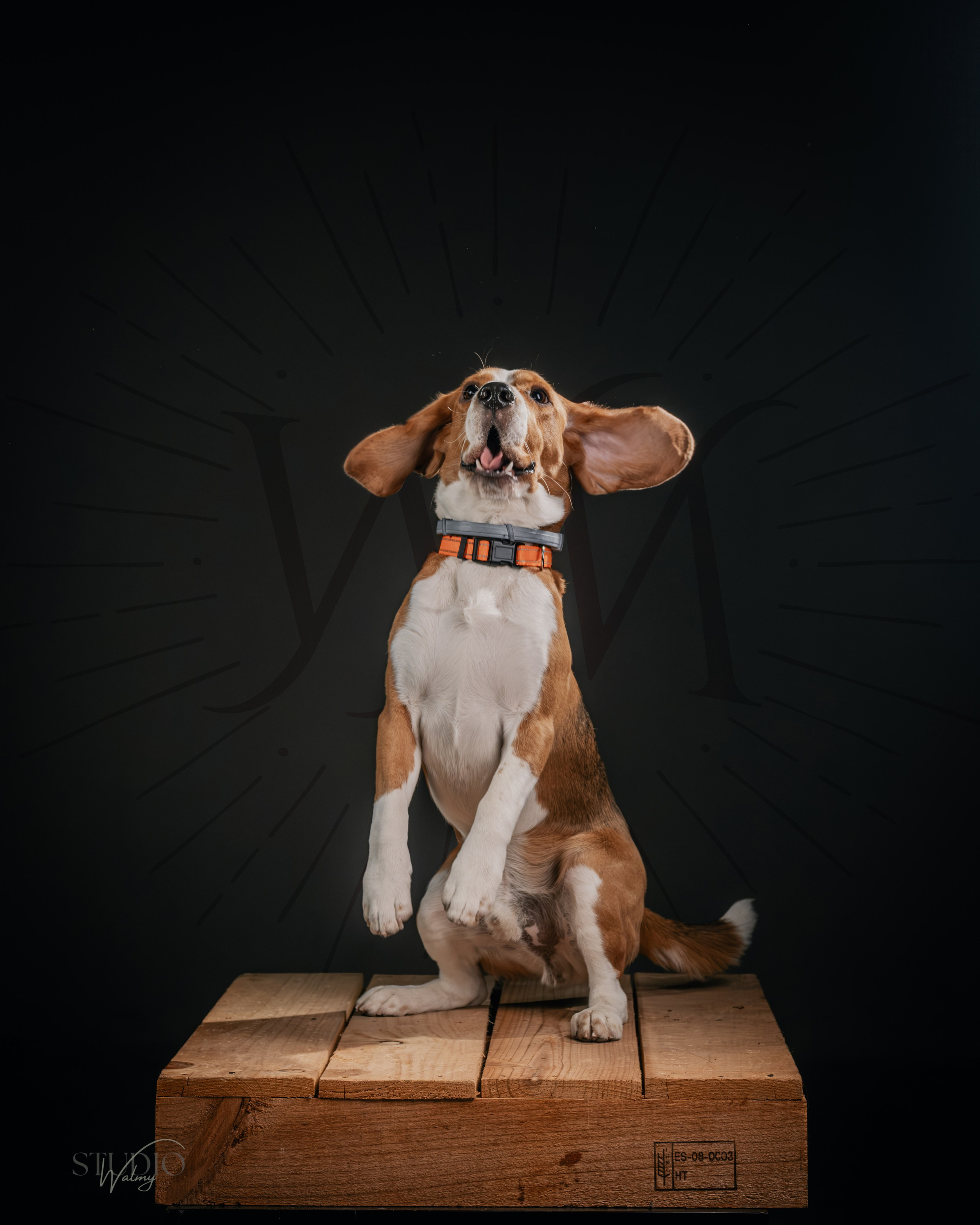 Fotografía animal. Inicio