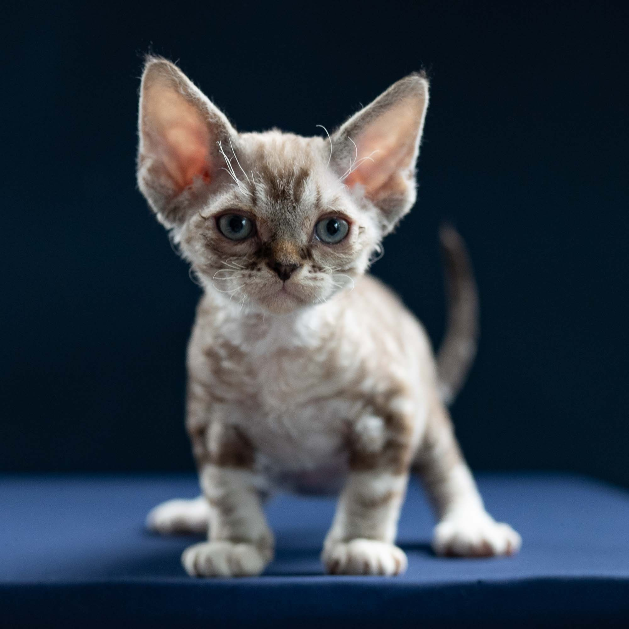 Irwin, boy, born 06.01.2025. Devon Rex Pixie Cattery