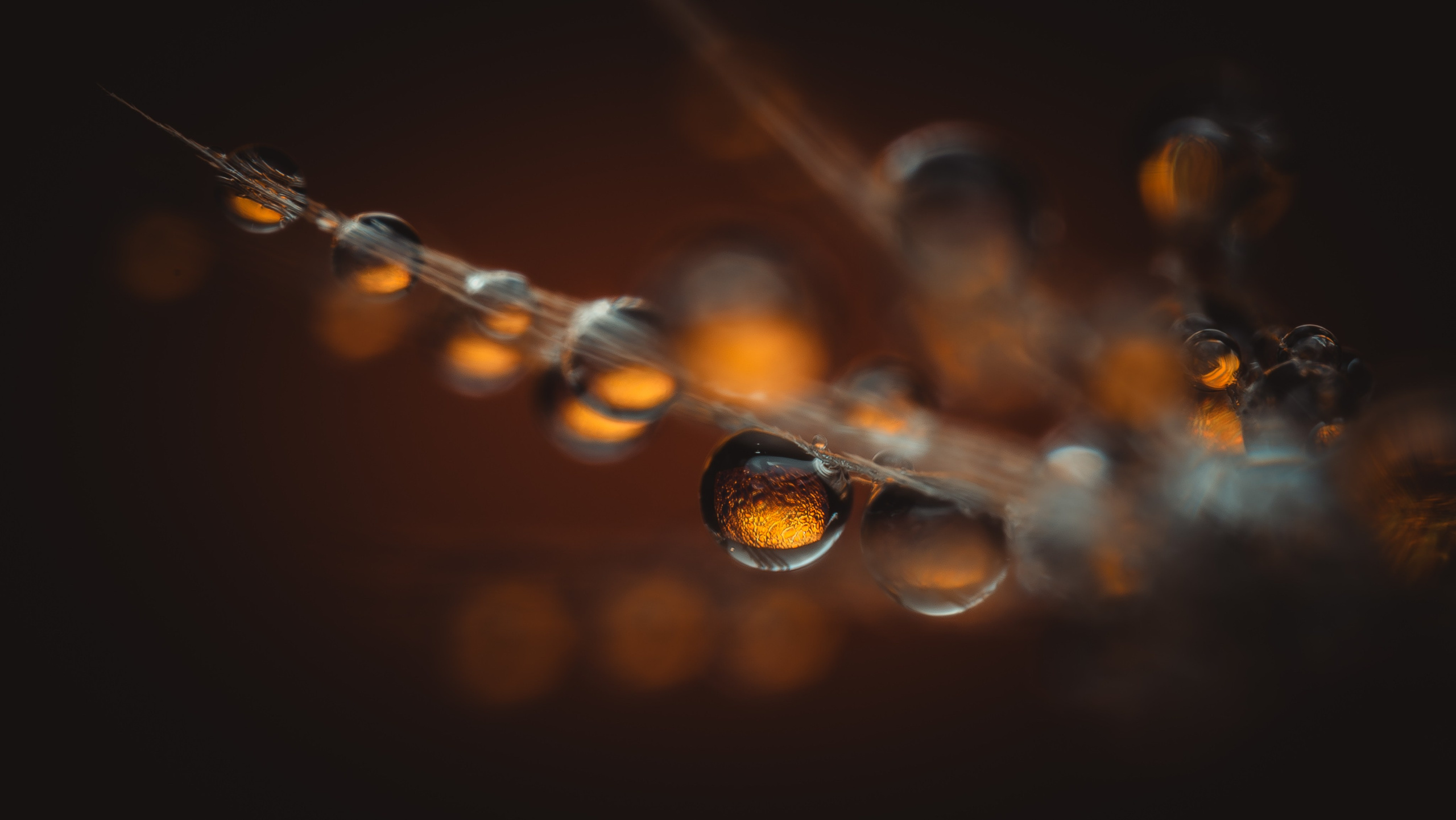 Creative Macro Photographer & Content Creator in Birmingham, UK — Lee Hall