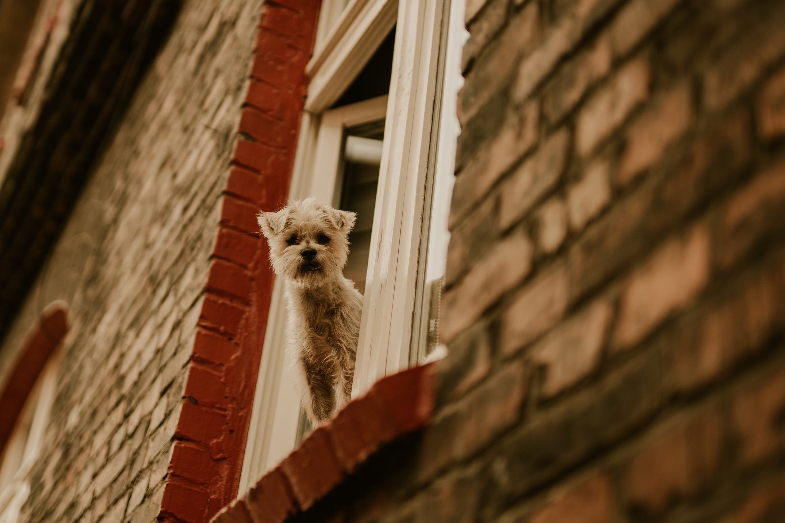 Piesek z okienka - sesja narzeczeńska Patrycji i Łukasza. Karkowskafoto - fotografia miłości