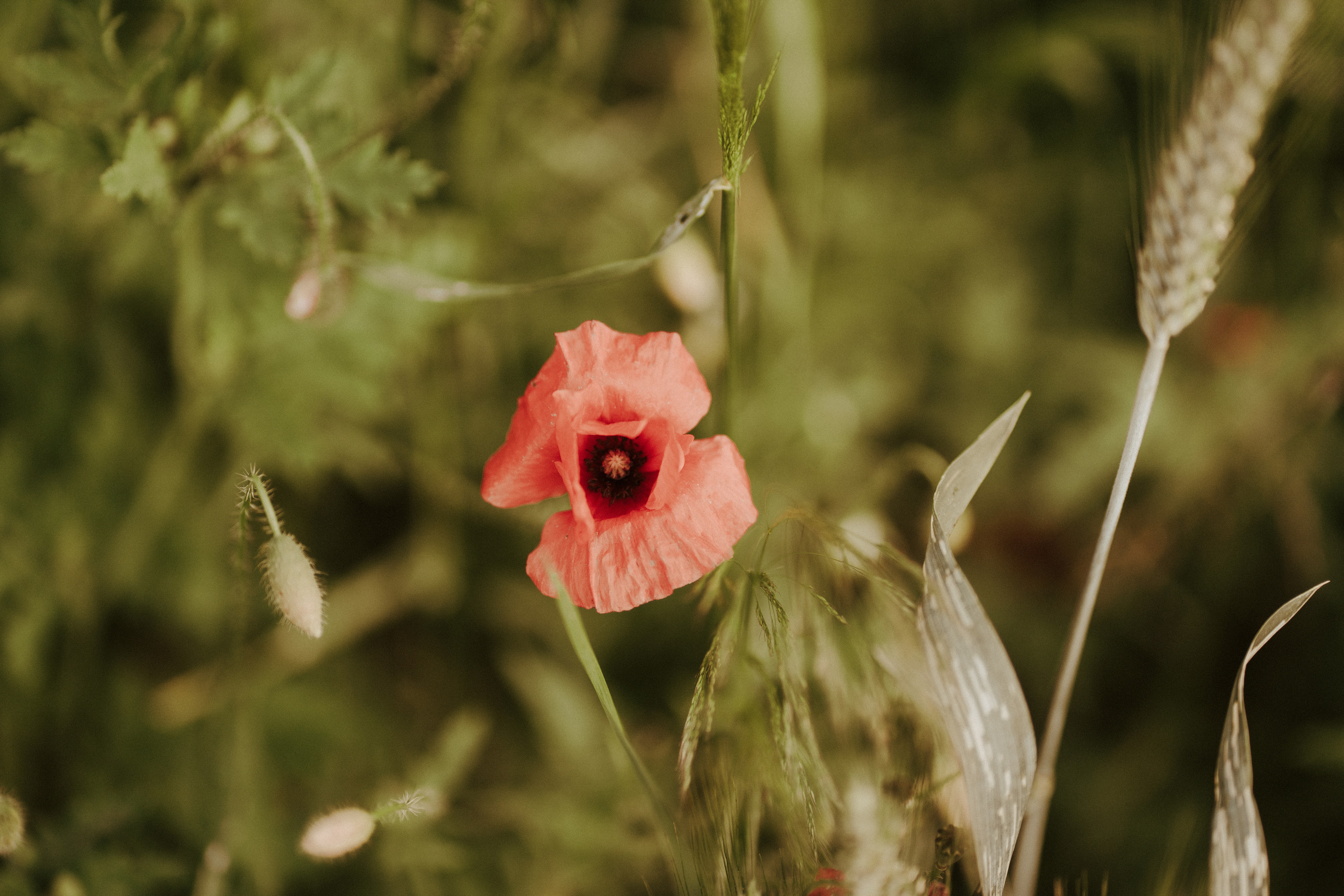 Sesja indywidualna Karoliny. Karkowskafoto - fotografia miłości