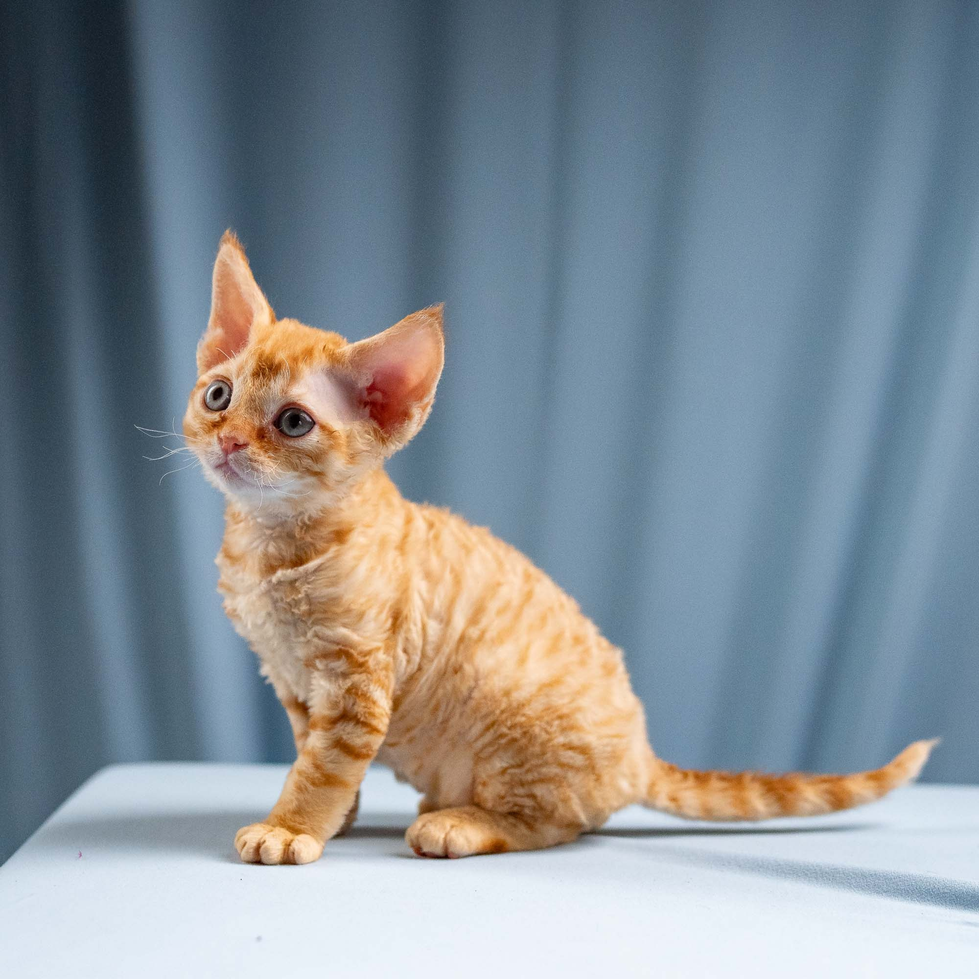 Jackie, boy, born 06.25.2025. Devon Rex Pixie Cattery