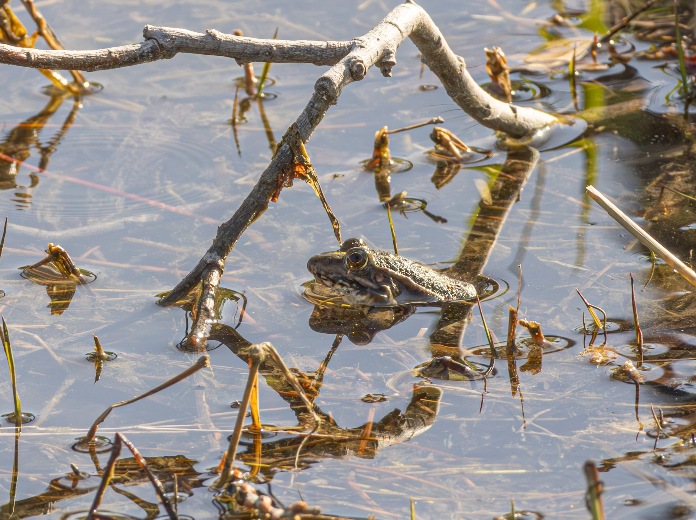 გასეირნება რუსთავის პარკში. FramefreeMan