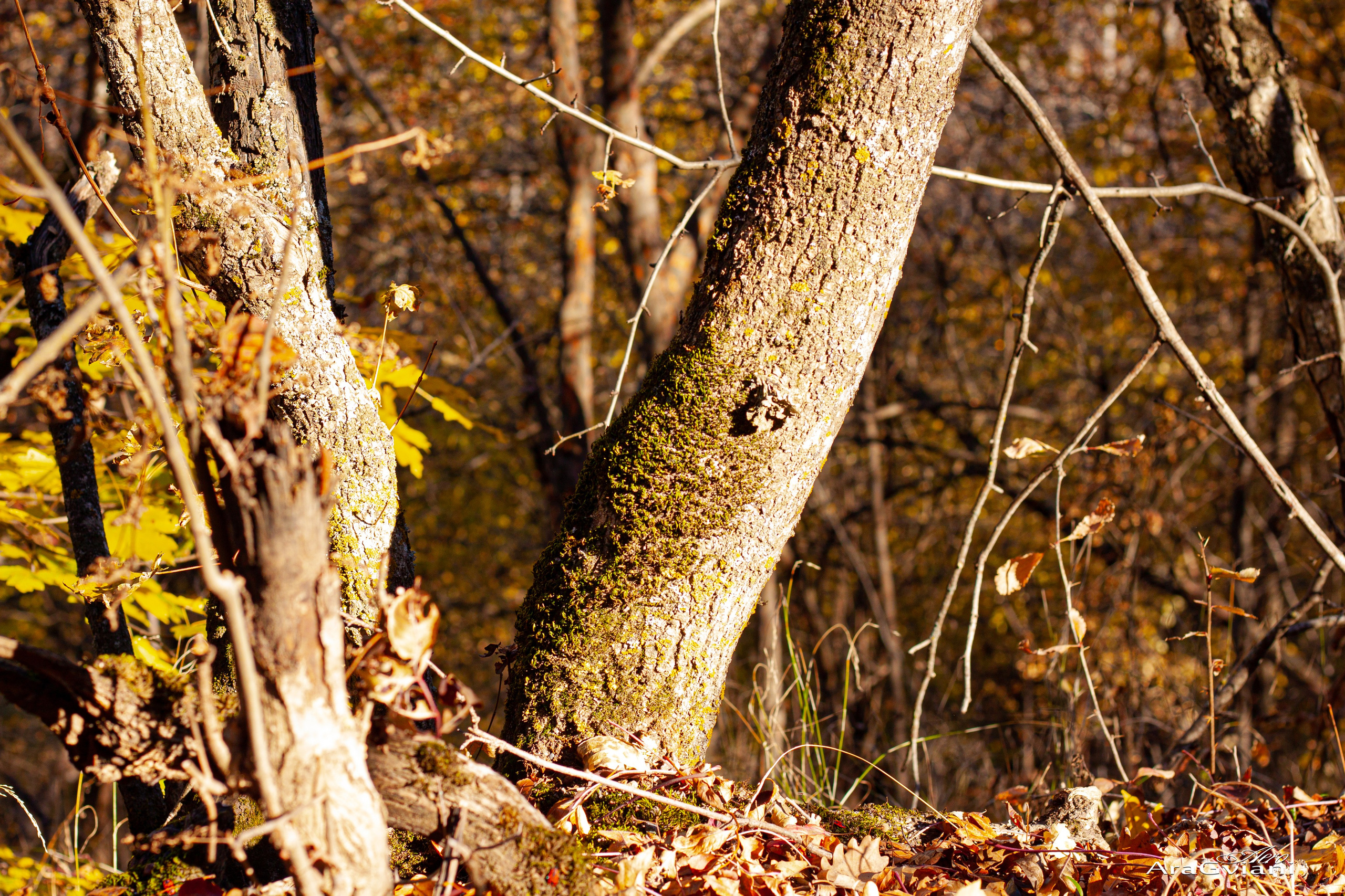 ჰიპოველოს შემოდგომის ველოტური წვერში. FramefreeMan