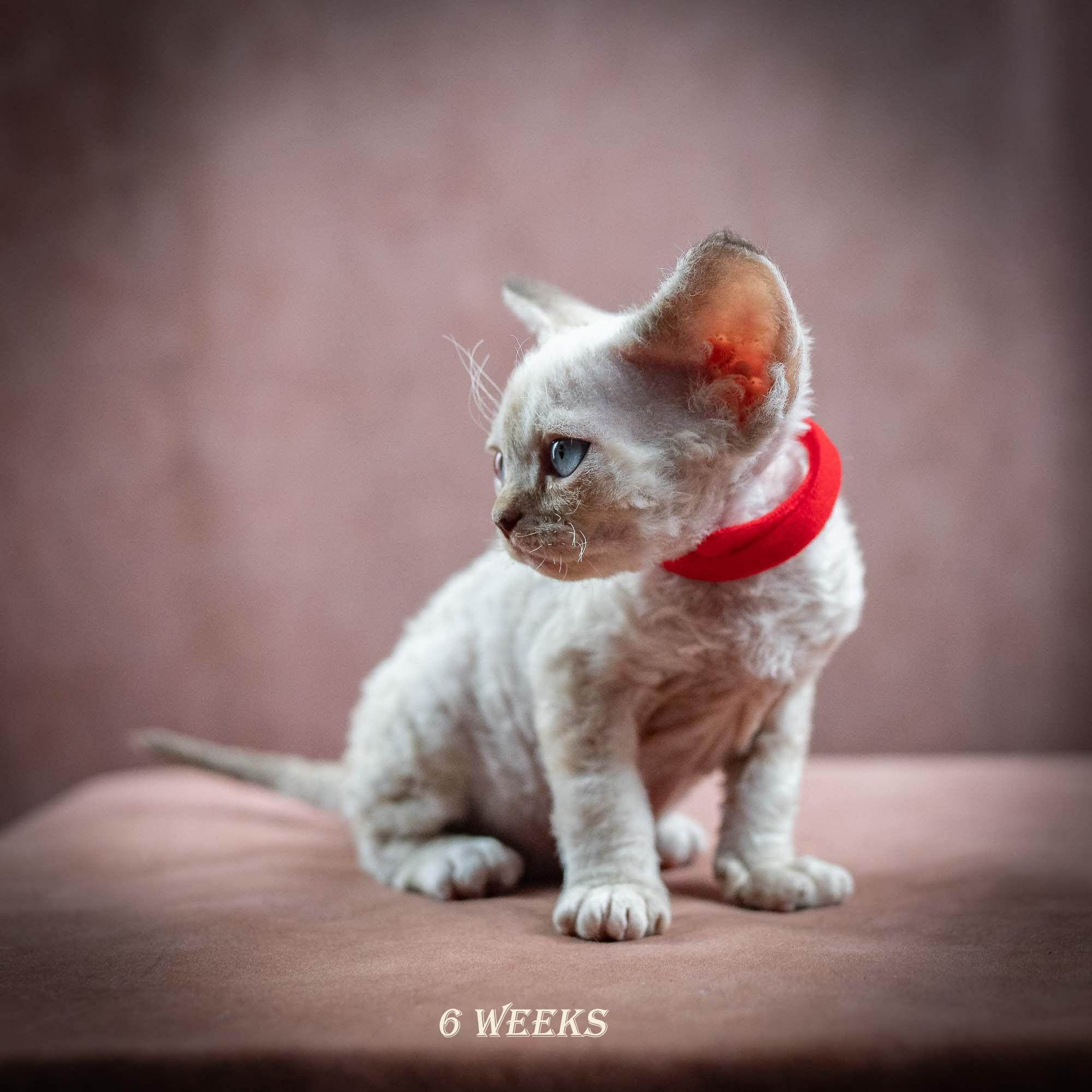 Ivy, girl, born 06.01.2025. Devon Rex Pixie Cattery