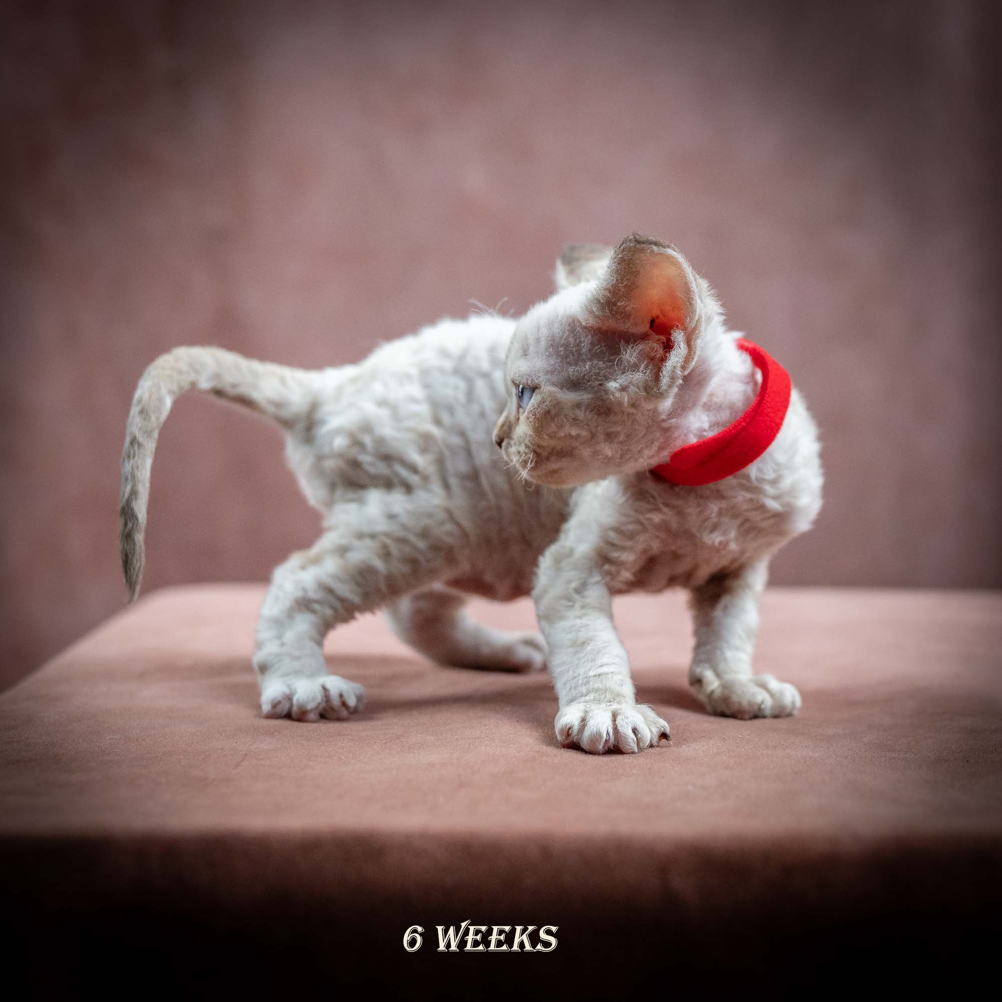 Ivy, girl, born 06.01.2025. Devon Rex Pixie Cattery