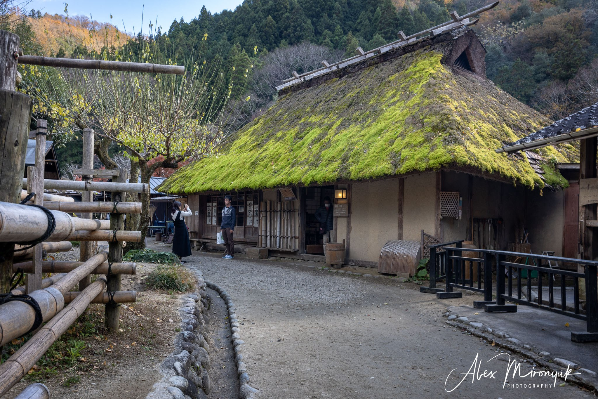 Autumn Colors of Japan. Pet, Senior, Landscape, portrait studio, photographer in Miami and Sou