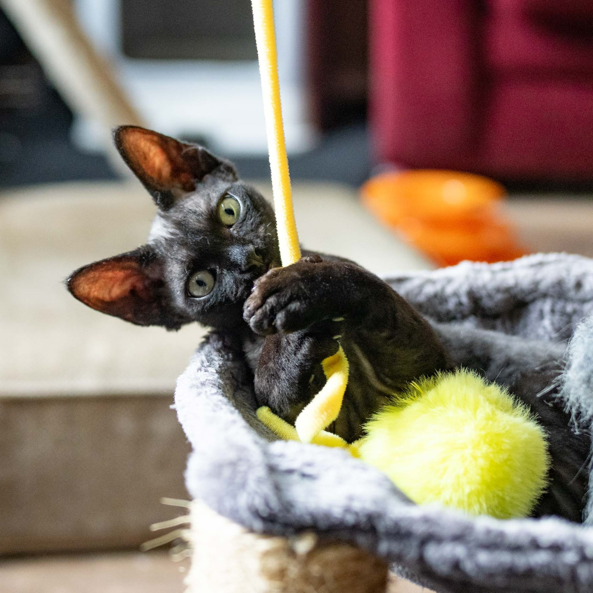 Smoke, boy,  born on  04.11.24, Sold. Devon Rex Pixie Cattery