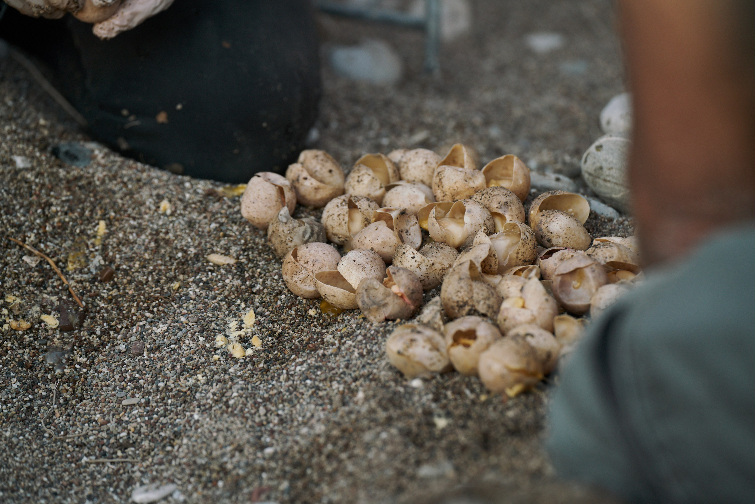 Caretta caretta | Anastasiia Nelen photographer