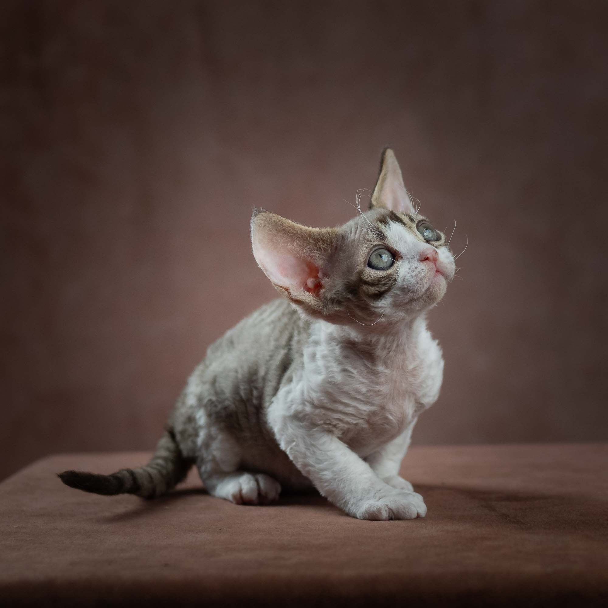 Eddie, boy, born on 06.09.24 Sold. Devon Rex Pixie Cattery