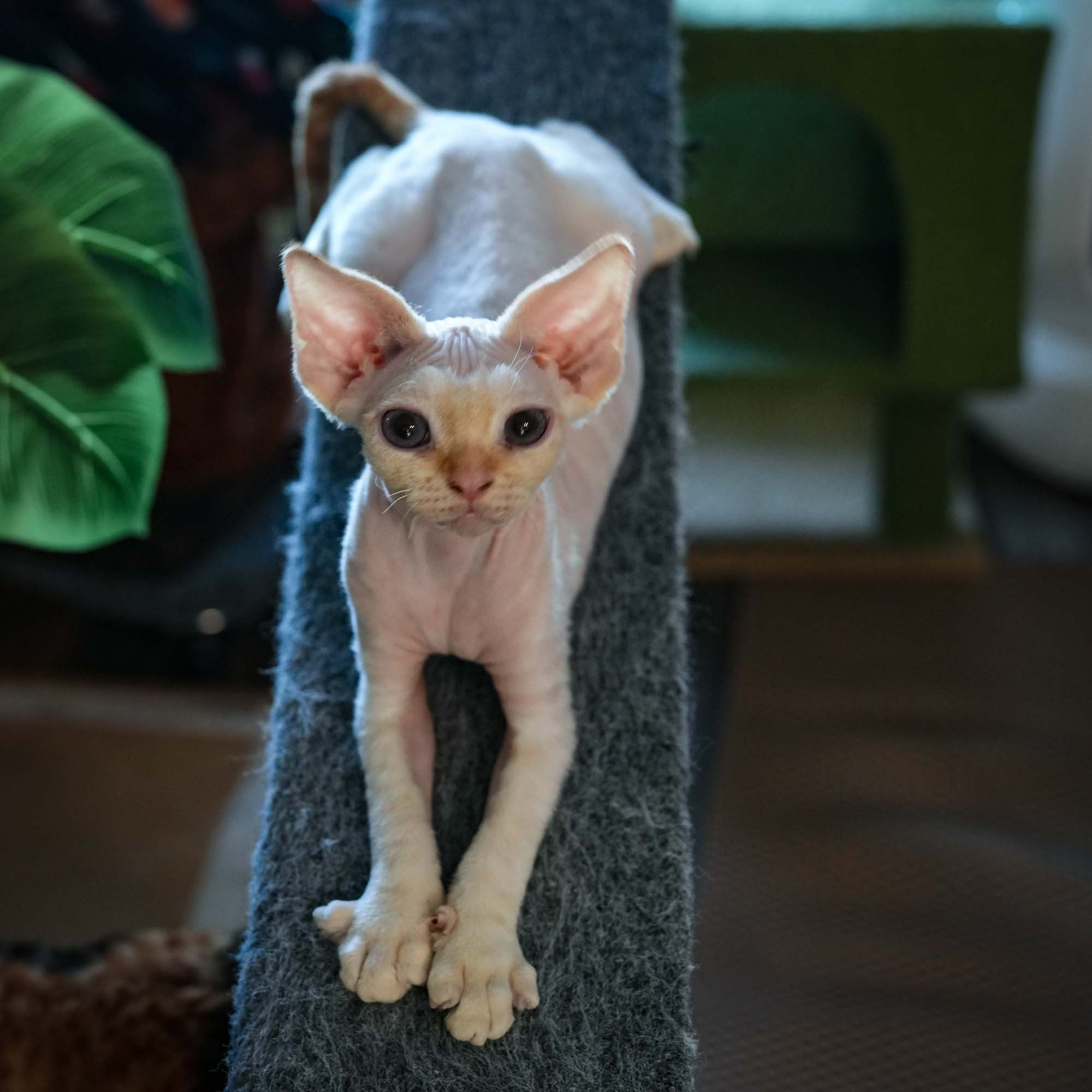 Rafael, boy, born 05.08.26. Devon Rex Pixie Cattery