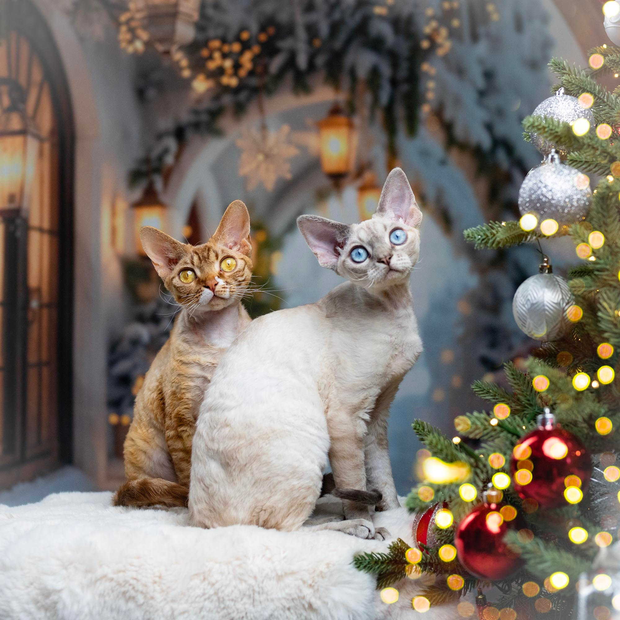 Yasia. Devon Rex Pixie Cattery