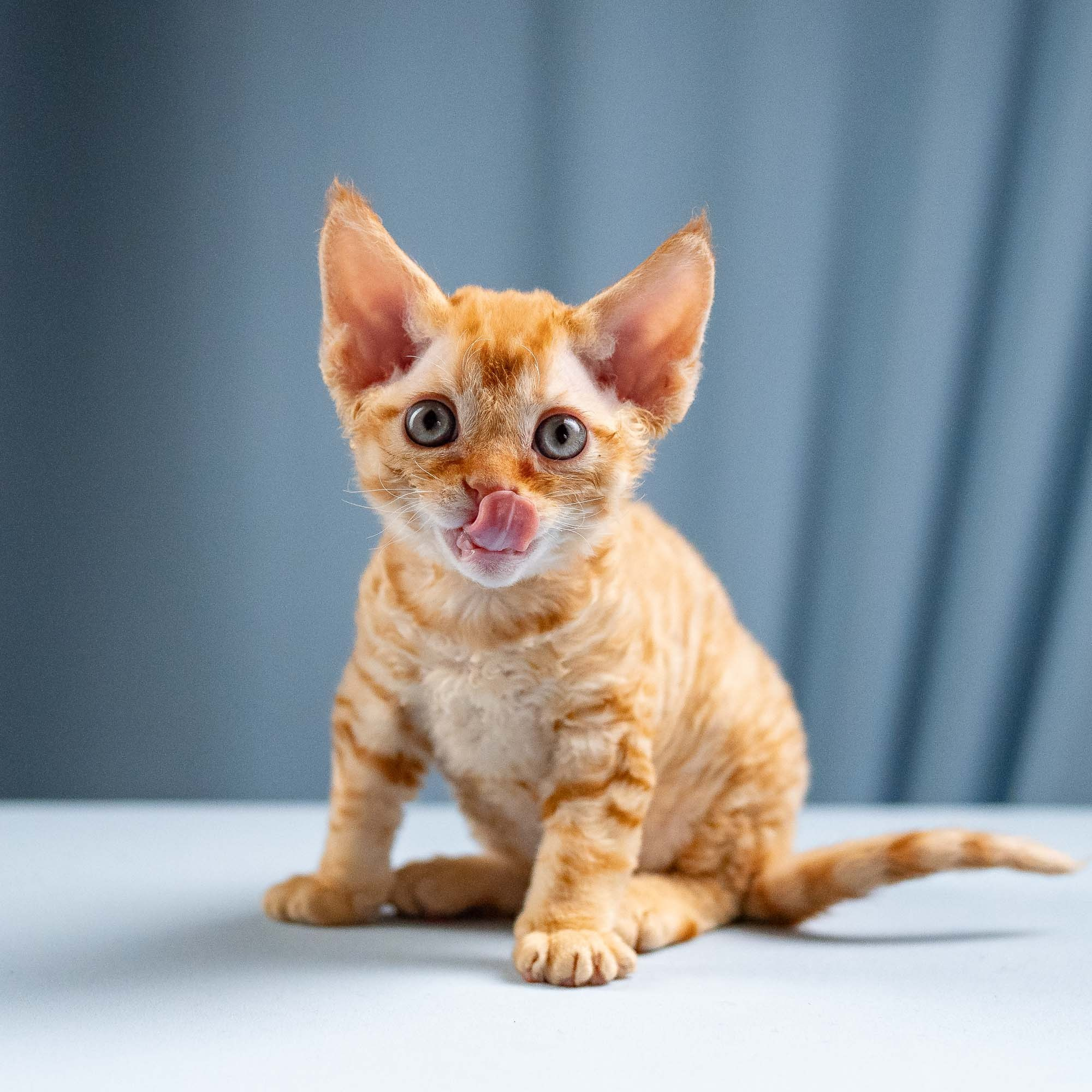 Jackie, boy, born 06.25.2025. Devon Rex Pixie Cattery