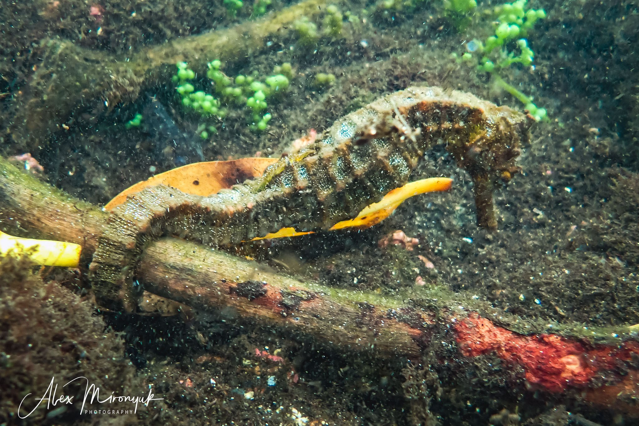 Galapagos Islands Adventure. Alex Mironyuk Photography