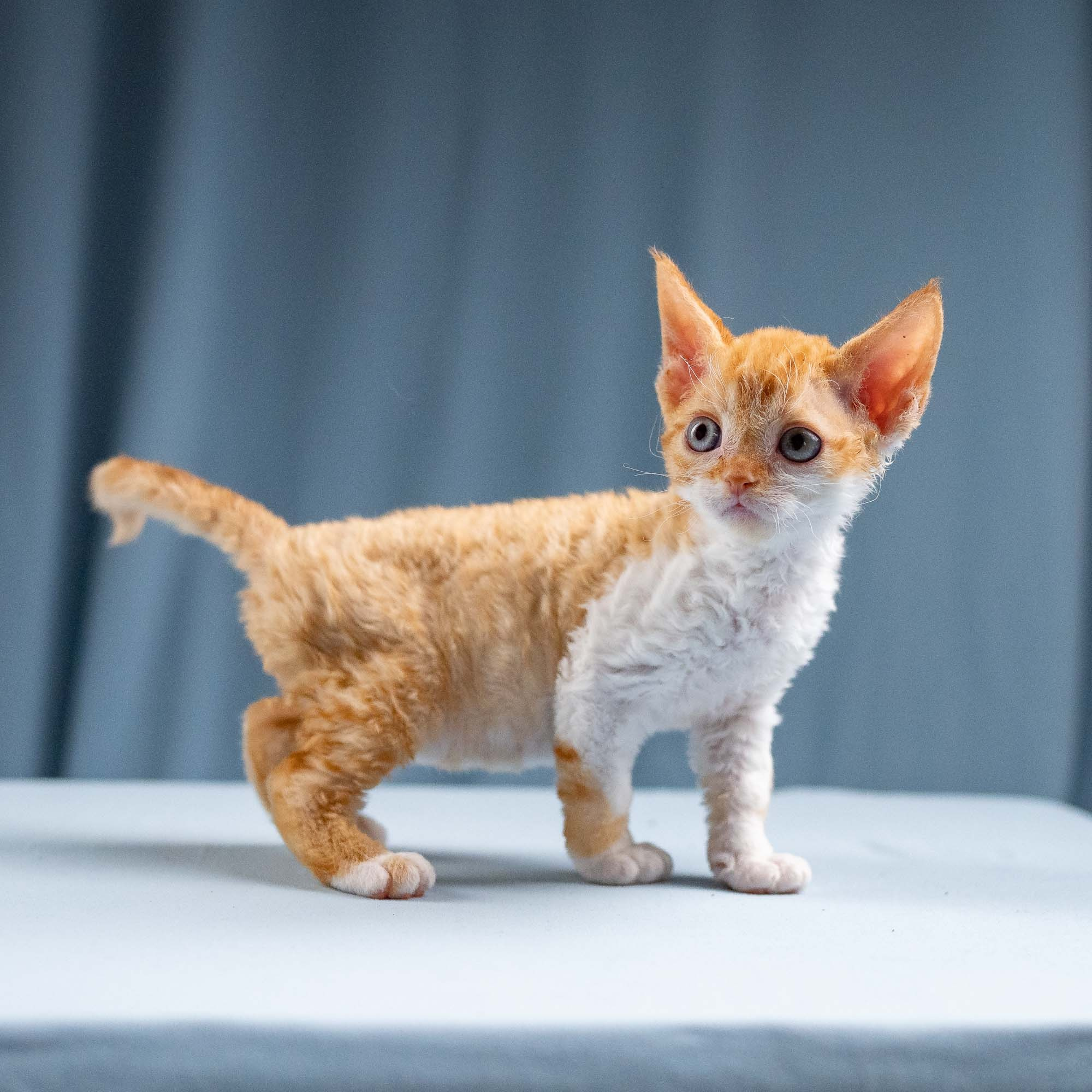 Jessie, girl, born 06.25.2025. Devon Rex Pixie Cattery