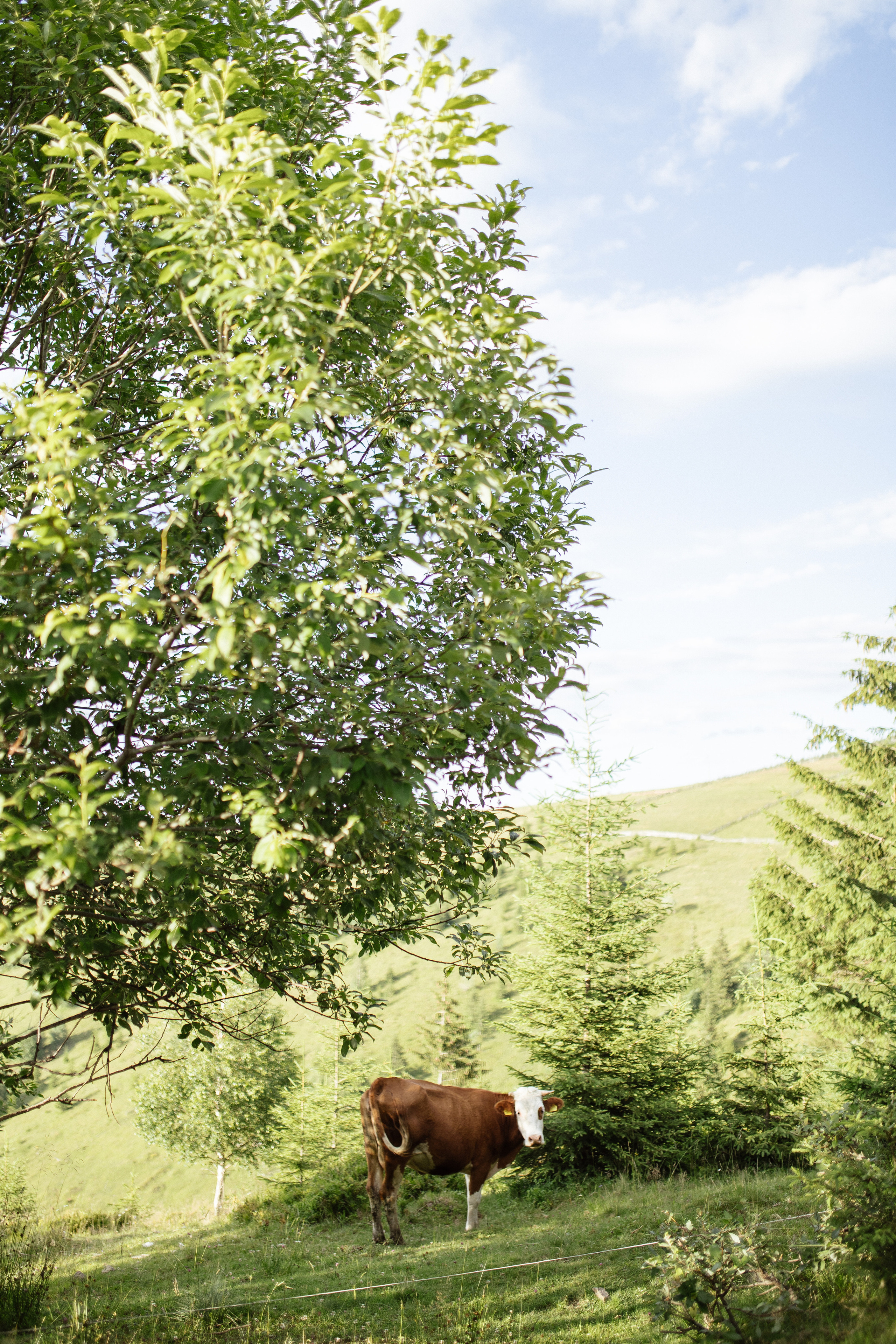 Airy couple session up in the mountains. Italy wedding photographer. Wedding photographer and videographer based in Timisoara, Romania