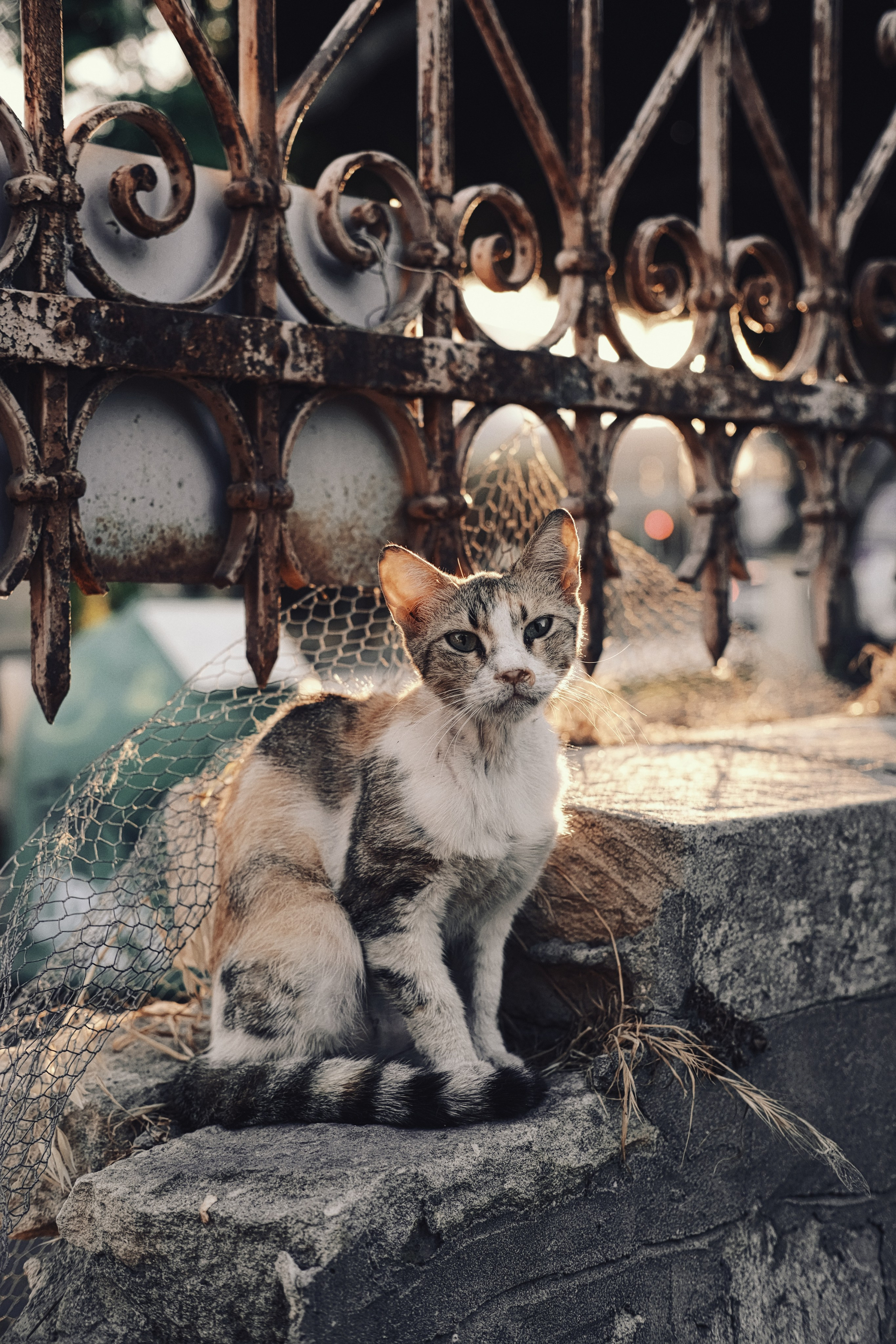 Feral Cat in Limassol