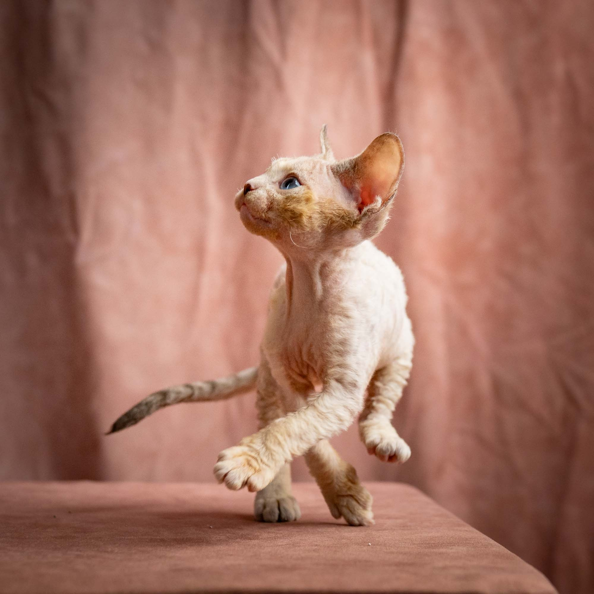 Rocco, boy, born 05.08.26. Devon Rex Pixie Cattery
